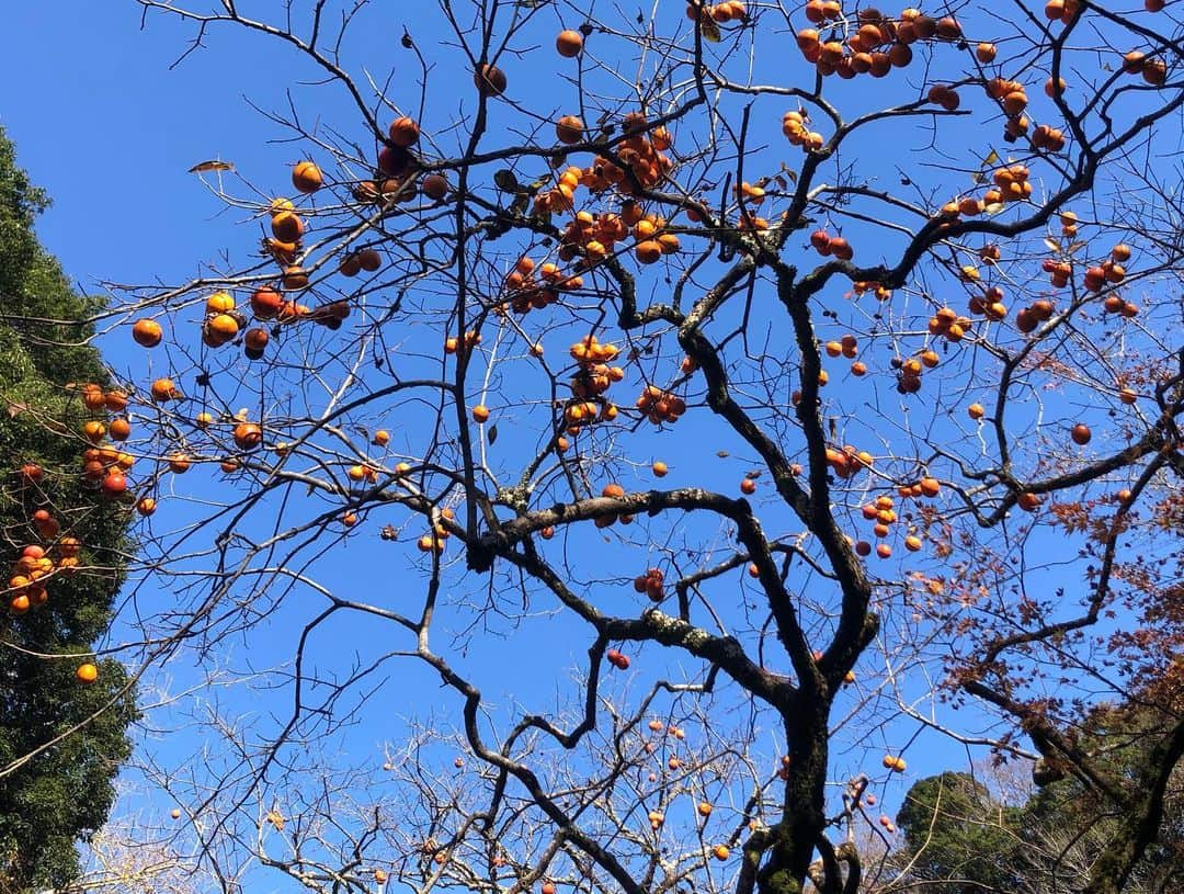 小野真弓さんのインスタグラム写真 - (小野真弓Instagram)「おはようございます^ ^ 紅葉もそろそろ終わりかな🍁 寒さや乾燥が増してきましたので、 お身体ご自愛くださいね🧥🧣🍃 今日も良い一日を( ´ ▽ ` )🍀 #紅葉絨毯#わん散歩#ダウンの季節#千葉暮らし#田舎暮らし#いぬばか部 #いぬすたぐらむ #チワワ#チワマル#chihuahua #maltese #mixdog#dogstagram #doglover #犬の本音#愛犬の本音#なるほどなっとく塾  先日のなっとく塾のハナハル🐶🐶📺 親ばかかーさんは、パシャパシャ記念撮影🙋‍♀️📸✨ ハナハルの本音。 おかーさん、テレビ嬉しいのわかったから 記念撮影そろそろ終わりにして。🐶🐶 😂」12月3日 6時57分 - hanaharuaroi