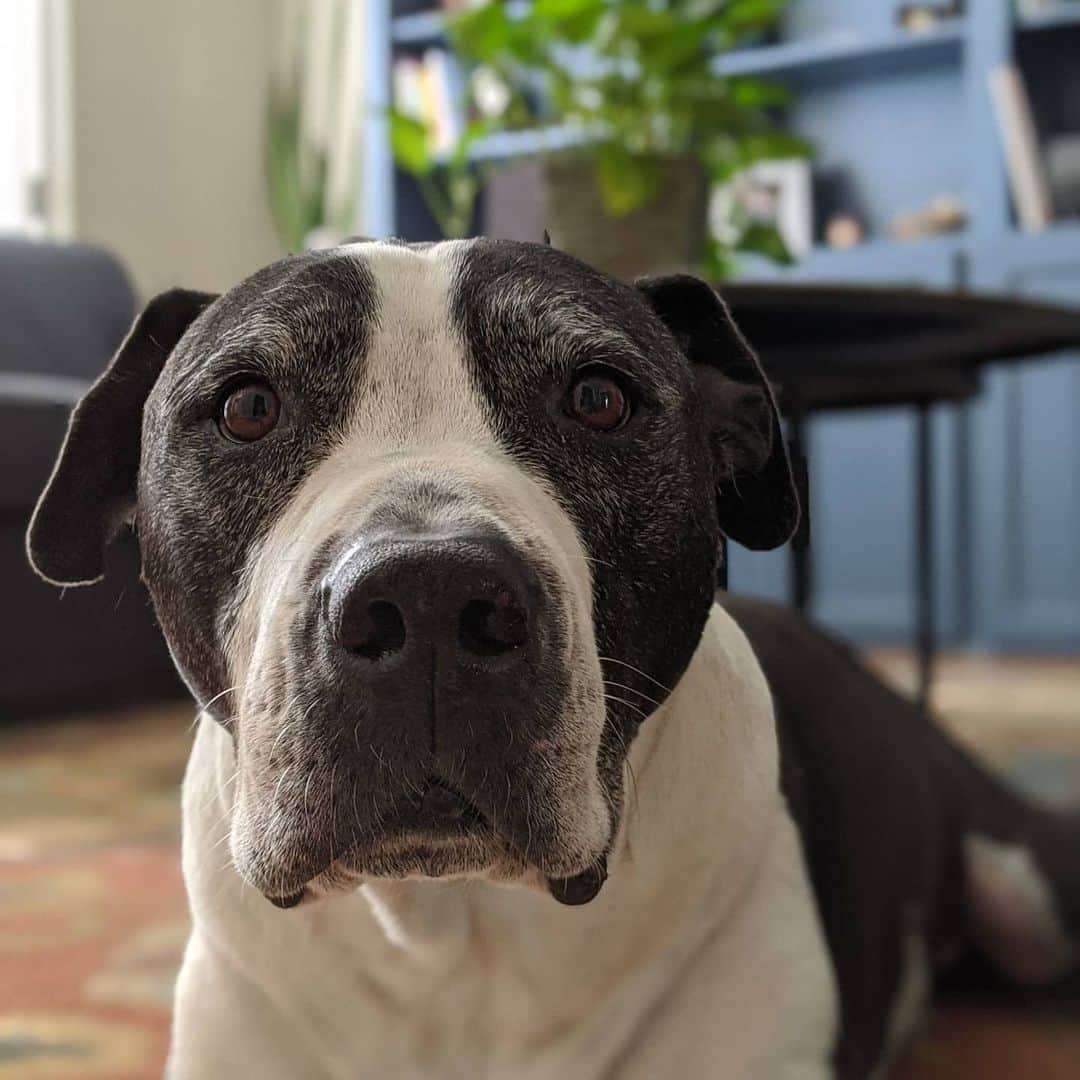 ウィル・ウィトンさんのインスタグラム写真 - (ウィル・ウィトンInstagram)「Yesterday afternoon, Seamus collapsed on our living room floor. We took him to the emergency vet, where they ran some tests, and discovered a large mass on his spleen. He had a 105 fever, and he wasn't responsive. The doctor told us he was in critical condition.  At almost 12 years-old, Seamus wasn't a candidate for surgery (and we weren't going to put him through that, anyway), so at midnight last night, we said goodbye to the best boy in the world.  I know that a lot of you care about our pets, because we post lots of pictures of them and talk about them all the time. You know how much we love them, and you know how much you love your pets, so you know how much this loss hurts all of us.  This overwhelming pain I feel right now is the price we know we're going to pay for the years we have with our four-legged family members. We've always known the day would come when he wouldn't be in our lives, but that didn't make the arrival of that day any easier.  I'm so grateful we got to be with him in his final moments, and we got to tell him goodbye. We got to thank him for all the joy and love he brought into our lives. We got to kiss him and hug him, and he passed peacefully, with the two people who loved him more than anything by his side.  Seamus was a special dog. At doggy daycare, they used him to evaluate new dogs, because they knew what a good citizen he was. I was always like a proud parent about that. He was a fantastic pack leader for Marlowe. He taught her how to be a dog, and he lives on in her, a little bit.  I'm going to miss him so much. I keep automatically looking for him in all of his places around the house. I know the next few weeks are going to be tough.  Eventually, all that will be left is the memory of the joy and love he gave us. But right now, today, it hurts so much. I miss his grey face so much, and I want to kiss the spot on his big old blockhead one more time.  He was such a wonderful dog, and such a blessing to have in our family. I love him, and I will miss him forever.  Bye bye, Seamus. You were the best boy, and your whole pack loves you. If heaven exists, and dogs go there, I hope you're playing ball with Riley and Ferris.」12月3日 7時14分 - itswilwheaton