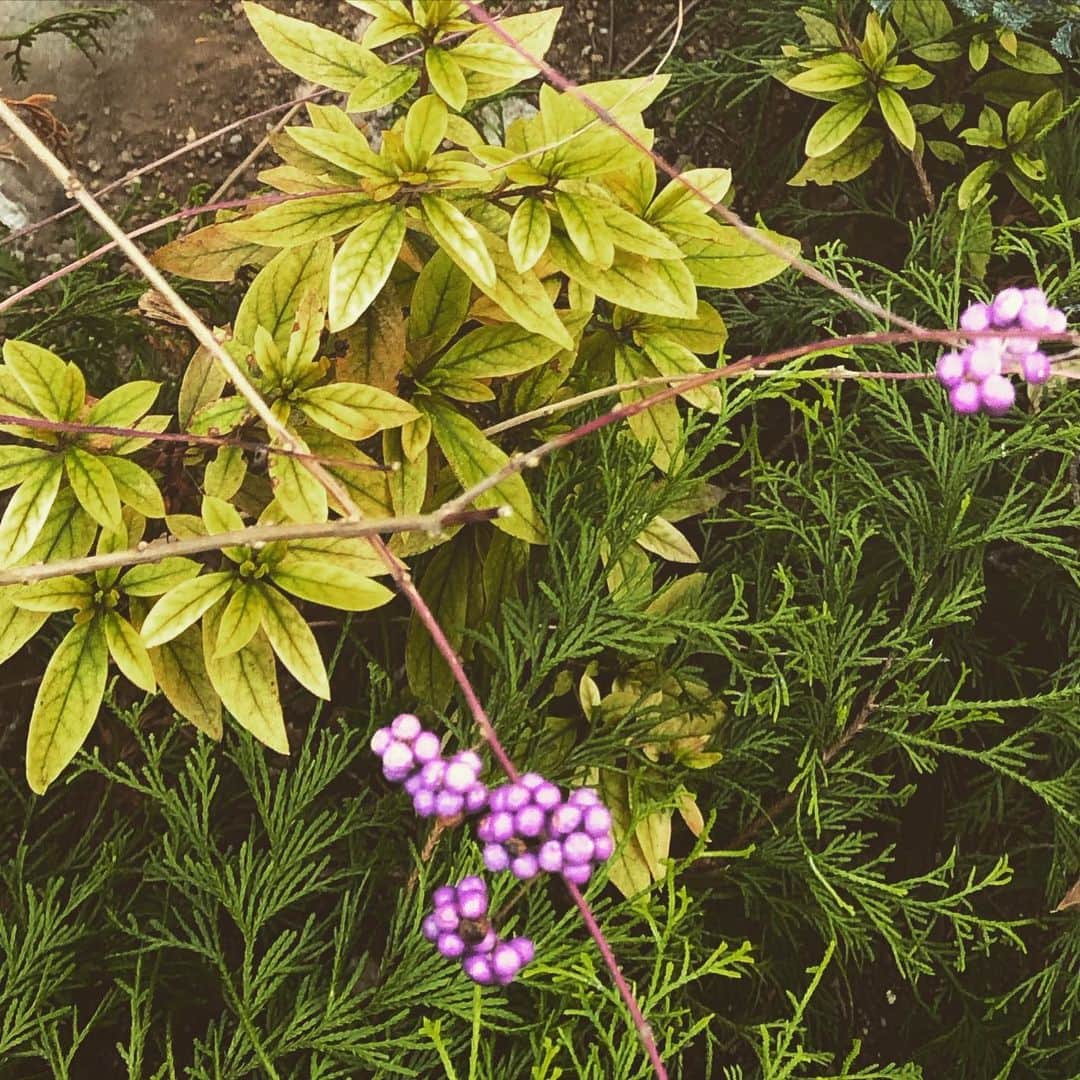 小向なるのインスタグラム：「紫のかわいらしい木の実🌱」