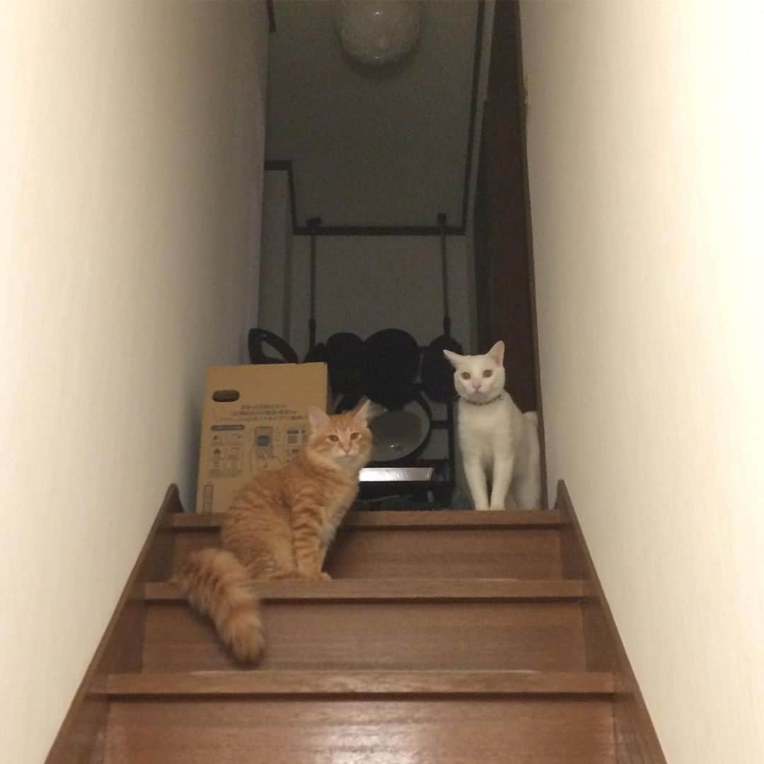 岡田屋鉄蔵のインスタグラム：「ただいま〜。の風景。 そしてイチャイチャ」