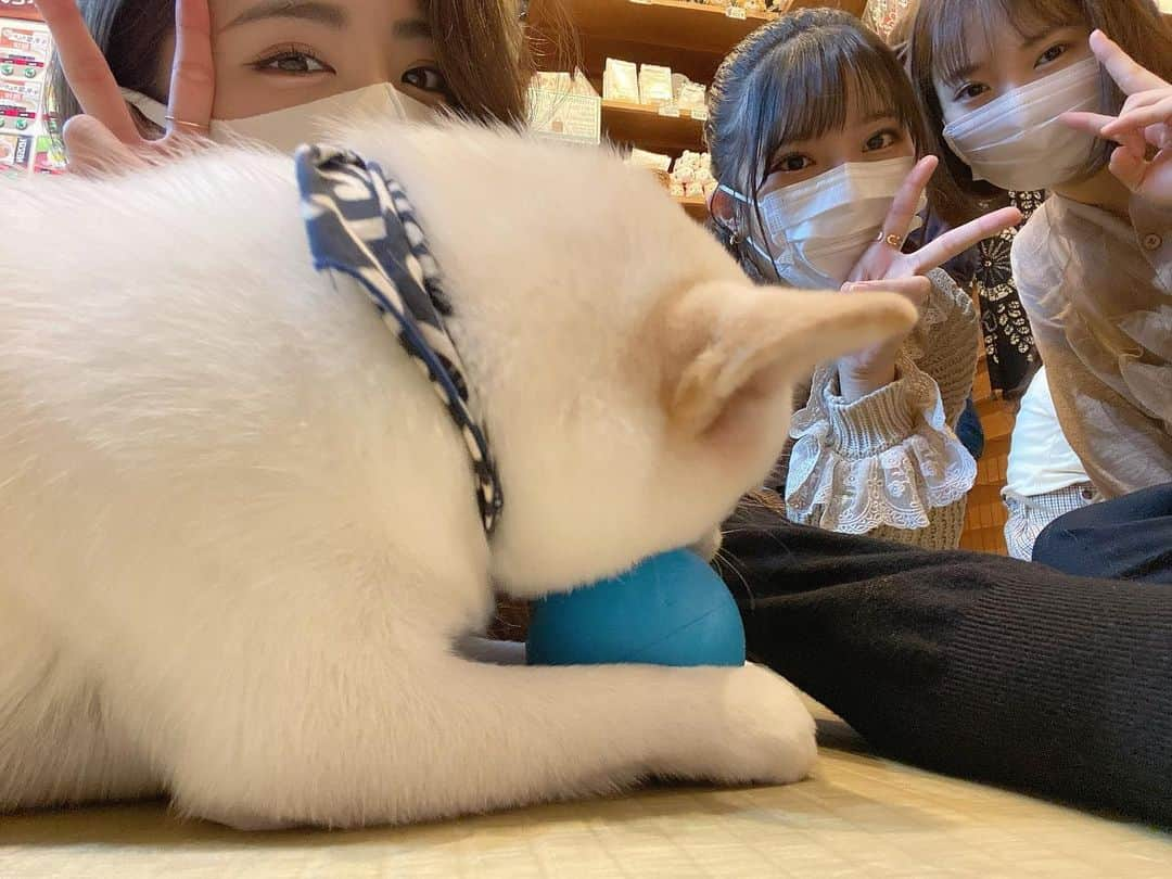 濵松里緒菜さんのインスタグラム写真 - (濵松里緒菜Instagram)「前に🐶カフェ行った時の☺️  #dogcafe #dogs #cafe #カフェ #原宿 #原宿カフェ #豆柴カフェ  #過去pic #🐶💗」12月2日 22時44分 - riona_hamamatsu