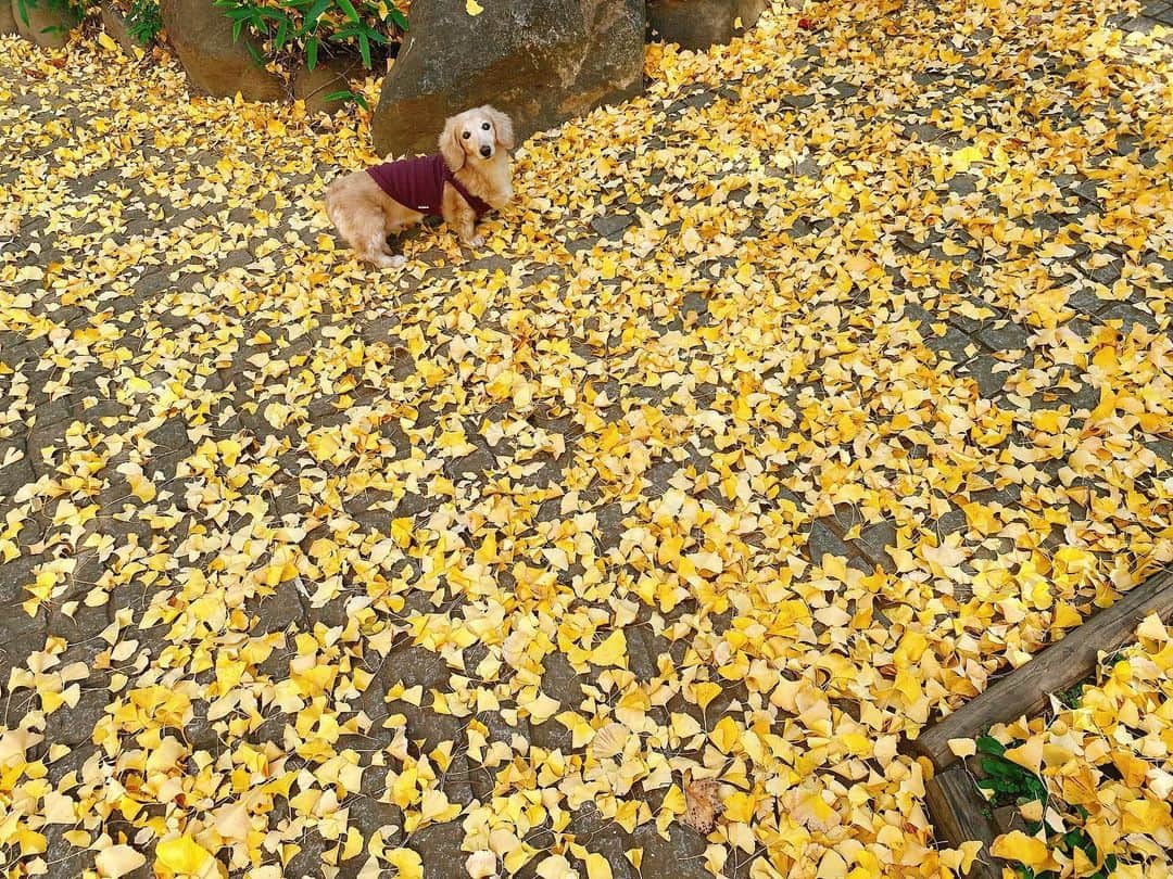 菅長愛子のインスタグラム：「🐶🌾☀️  🐶愛犬(らぶ♀10歳)ミニチュアダックス  らぶちゃん🐶  お散歩コース🚶‍♀️の公園で。 ちょっと前だけど、地面が銀杏の絨毯になって綺麗でした💛  どんどん冷え込んできてて、散歩行くのにも気合いが必要な季節になりました⛄️←飼い主が。  #犬のいる暮らし #ミニチュアダックス #ミニチュアダックスフンド #犬のいる生活 #犬好きな人と繋がりたい #いぬすたぐらむ #いぬのきもち #わんすたぐらむ #わんこのいる生活 #らぶ #🐶 #dogstagram #dog #dogs #doglover #family #love #diet #ダイエット #ダイエット仲間募集」