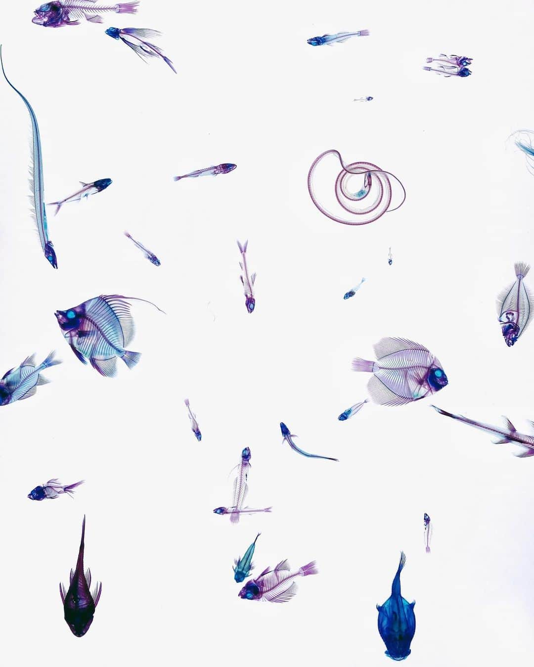 ima_ju / Jun Iのインスタグラム：「. . Works  of “Iori Tomita” : — New World Transparent Specimens — : 新世界透明標本 / 富田伊織 : : 肉を溶かして透明化した上で、硬骨を赤紫、軟骨を青色に染色。こういった知的なアートに弱いなぁ... : : ::」
