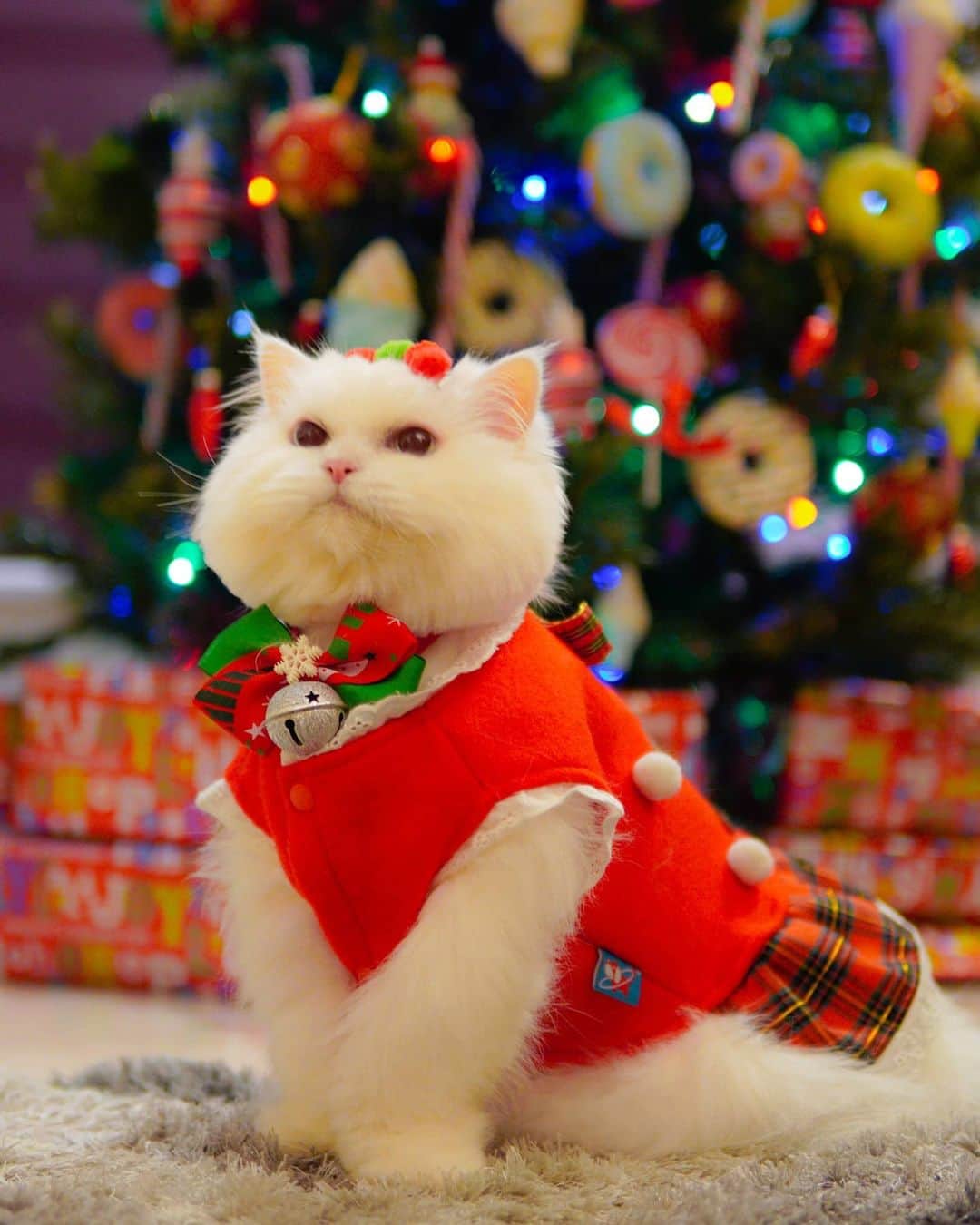 Kenshin & Chloeyのインスタグラム：「(swipe)🎄Whoa!! 23 days before Christmas ♥️🧑‍🎄😊 #christmascountdown2020#Christmasiscoming」