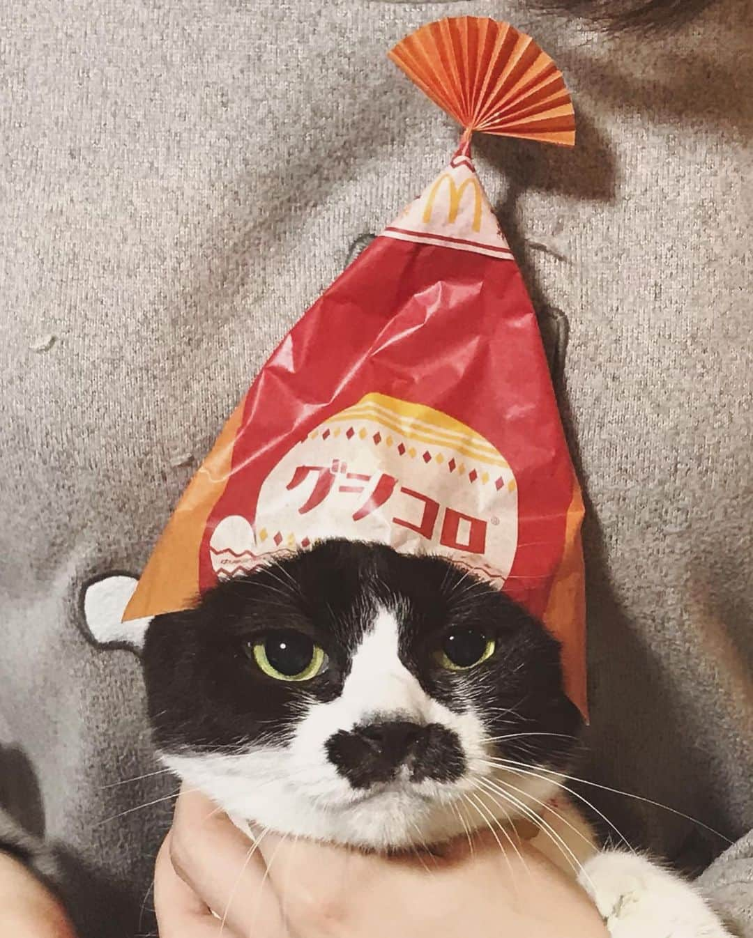 もじゃころさんのインスタグラム写真 - (もじゃころInstagram)「ついにキマシタ！！ 年に一度の大イベント！！ グラコロ発売日記念🍔 グラコロとグシコロの夢のコラボ第5段です😂  今回は手袋のデザインでしたがニット帽風にしてみました✨ 今日もいい顔いただきました🤣💕  2016年から（勝手に）やりはじめたコラボもついに5年目に突入！ 来年あたりグラコロのCMくるんじゃなかろうか…（ソワソワ） 高橋一生の膝の上出演…（ソワソワ）  それにしても五月人形感出すぎてる😂  #チョッチュ具志コロペッペ  #あいちゃんの膝の上  #水曜日の悪夢  #グラコロ #マクドナルド🍔🍟 #mcdonalds🍔🍟」12月2日 23時14分 - mojyacoro96