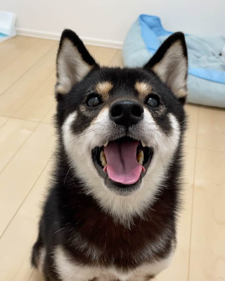 まめ丸のインスタグラム：「* * 今日のおやつターイム❣️ もっともっとちょうだーい🐶💓 * one more please🐶💓 * #ワイルドでしょ #今日はささみキューブ * #柴犬#豆柴#柴#黒柴#犬#いぬのきもち#shiba#shibainu#shibastagram#shibadog#puppy#instadog#dogstagram#dog#instashiba#petstagram#pet#cutepetclub#강아지#멍스타그램#doglover#ilovemydog#weeklyfluff」