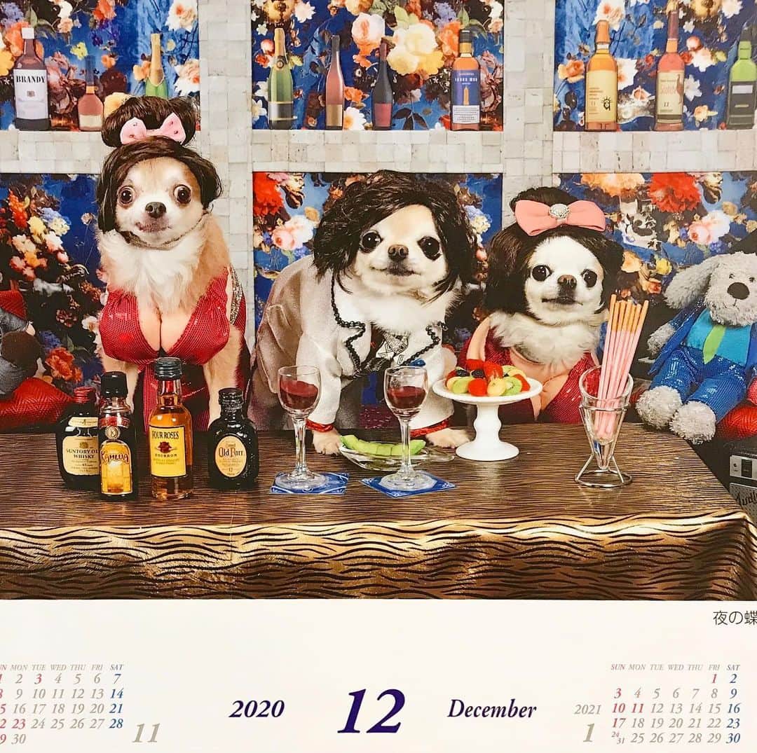 ∞maki∞??????さんのインスタグラム写真 - (∞maki∞??????Instagram)「2020.12.2 フワ♡ピノ♡オミ♡ ・ ・ ・ ・ 12月のカレンダー🗓💕✨ ・ ・ 今月は3にんで 夜の蝶だよ〜🦋😂💕✨ ・ ・ ・ ・ #今月も宜しくお願い致します😊💗 #2020#12月#カレンダー#ボツ写真#dog#Chihuahua#Chihuahualove#Chihuahualife#instaChihuahua#IGersJP#all_dog_japan#happy#cute#love#犬#愛犬#イヌスタグラム#ちわすたぐらむ#チワワ#ロングコートチワワ#多頭飼い#可愛い#癒し#幸せ#Goodnight#おやすみ#ツムハゲ期#ﾌﾜﾋﾟﾉｵﾐ」12月2日 23時39分 - maki_dfpso