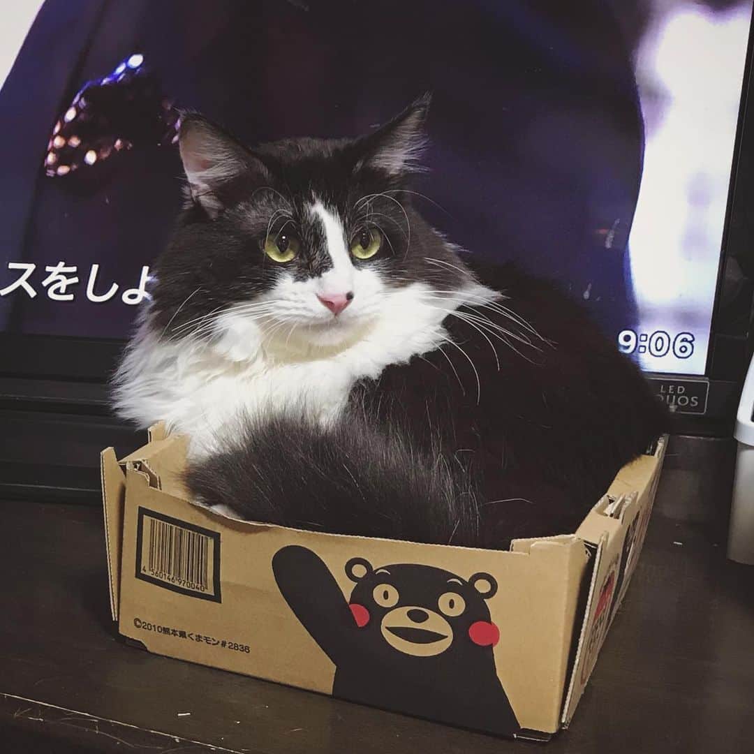 もじゃころのインスタグラム：「本日のばんどぅ ←1枚目 ヴィ（テテ）、ヴァ（シャシャ）←2枚目 スダ、ス玉 ←3枚目  です。どうぞお納めください。  #坂東玉隠しシャシャ丸」