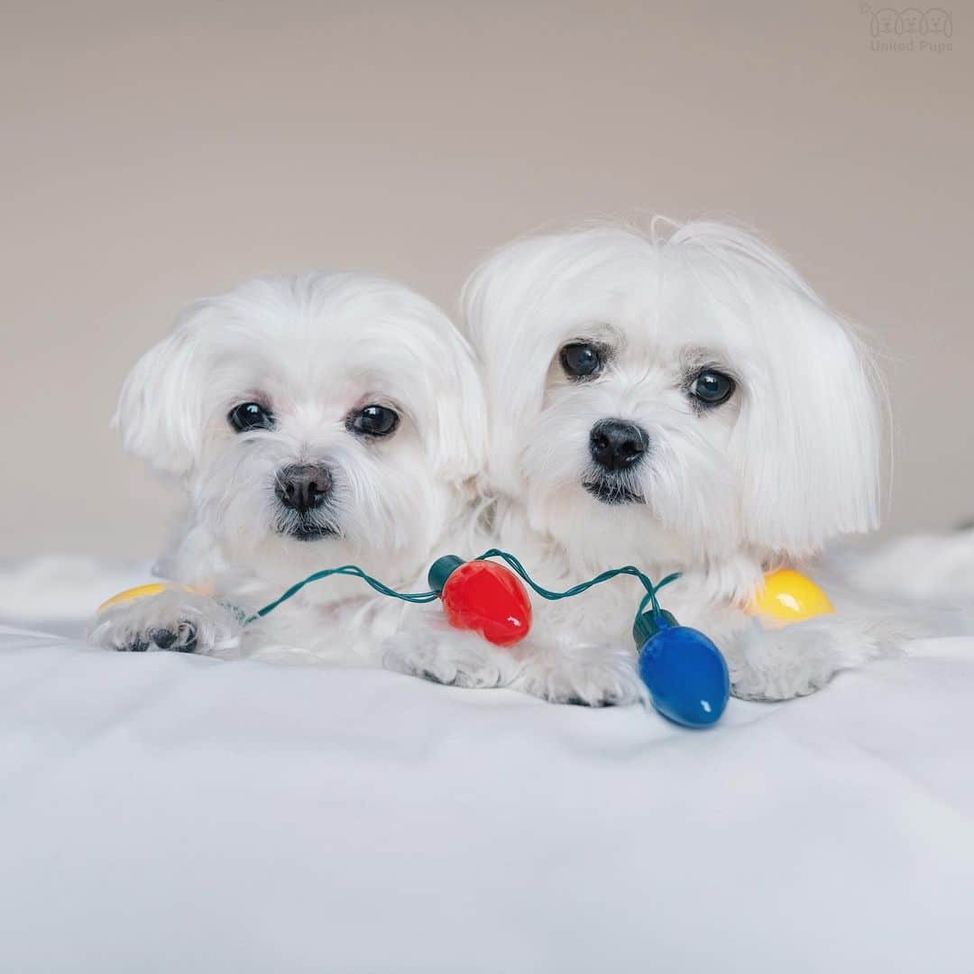 hi.arodのインスタグラム：「The only way to help decorate the tree is to sit here, supervise, and stay cute 😁 ・・ ・  #tistheseason #christmasdogs #firstchristmas #puppysfirstchristmas #christmaslights #christmaspuppy#christmaspup#xmasdog#twodogs#christmasdogsofinstagram#itsbeginningtolookalotlikechristmas#christmasmood#santapaws#feelingfestive#maltese#maltese101#malshi#maltipoo#morkie​#maltipom​#maltipoodle​」