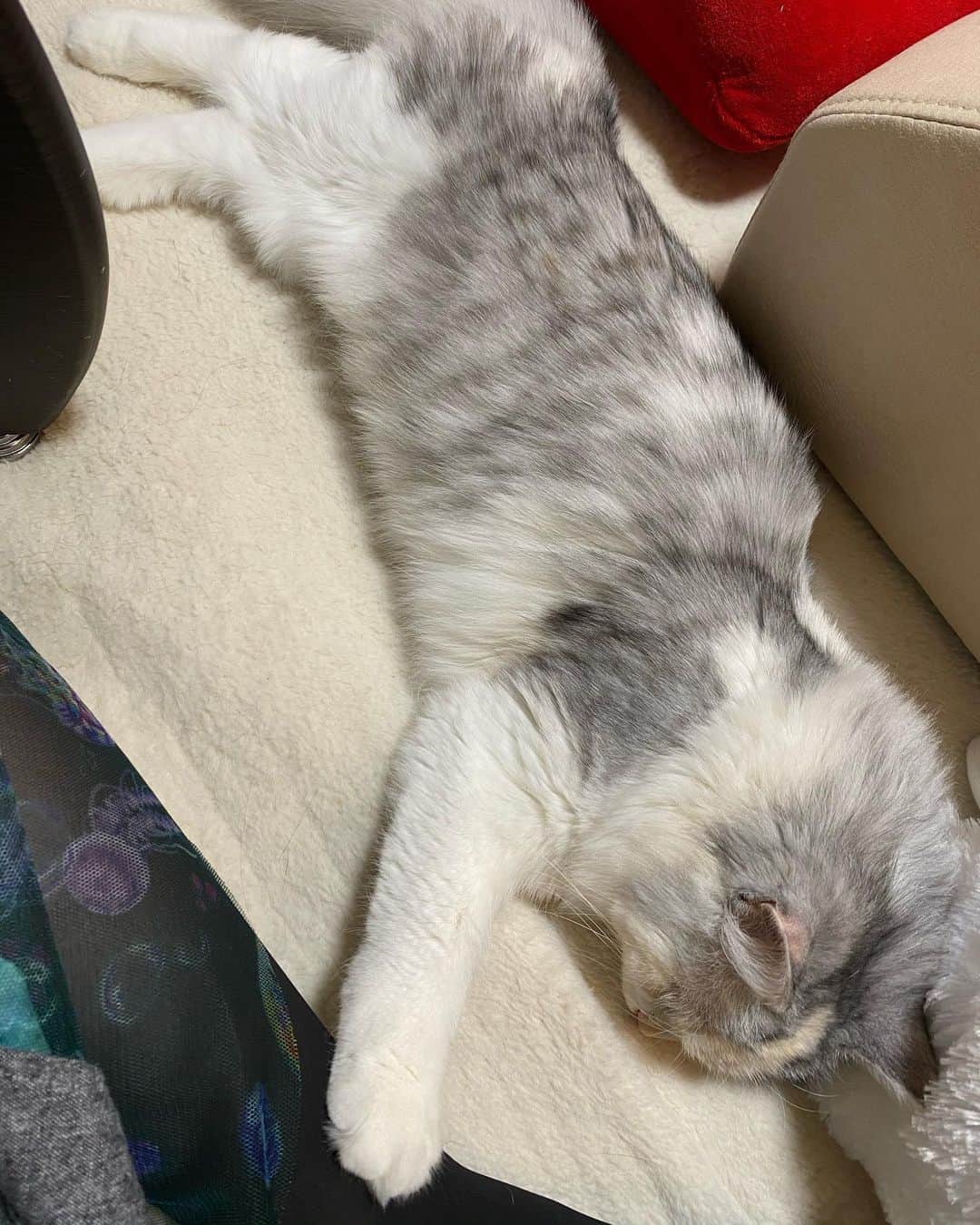 桜咲千依のインスタグラム：「うちの子たちの中で足に手を添えるの流行ってるのかな🐈❤」