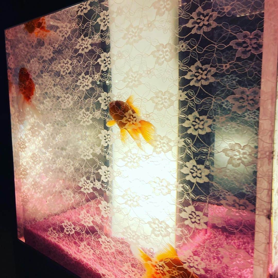 鈴木絢子さんのインスタグラム写真 - (鈴木絢子Instagram)「・ ・ 【金魚とアート】 来週まで開催中の#アートアクアリウム城  #京都 #金魚の舞 ✨ 日本海側に行った帰りに観てきました🏯 ・ #花魁 モチーフの巨大な金魚鉢ライトアップ。 #プロジェクションマッピング の屏風型アクアリウムに金魚が泳ぐ様子など、、、 まさにアートで幻想的な非日常感！ ・ 重要文化財・二条城の通常非公開スペースでの展示もあり、 見どころが満載すぎました🤗✨ ・ 2020年10月14日～12月7日迄開催 17時～22時（最終入場21時30分） @元離宮二条城 ・ ・ ・ #二条城 #重要文化財 #現代アート #金魚アート #ビョウブリウム #アートアクアリウム #ライトアップ #超花魁 #城 #金魚鉢 #おいらん #幻想的 #圧巻 #大政奉還金魚大屏風 #蓮 #錦鯉 #金魚 #art #kingyo #kyoto #🏯」12月3日 0時50分 - ayako_suzuki810