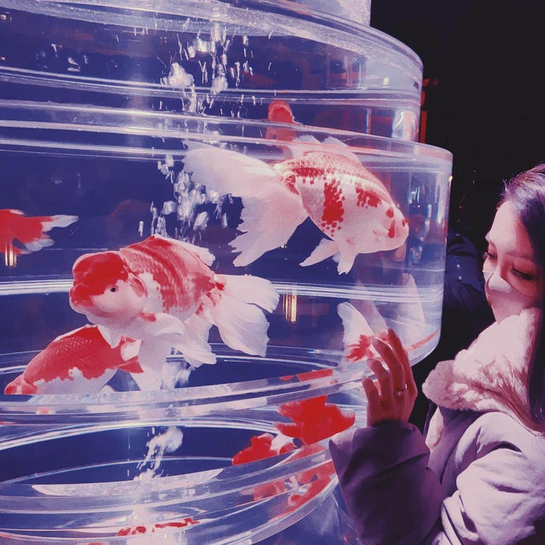 鈴木絢子さんのインスタグラム写真 - (鈴木絢子Instagram)「・ ・ 【金魚とアート】 来週まで開催中の#アートアクアリウム城  #京都 #金魚の舞 ✨ 日本海側に行った帰りに観てきました🏯 ・ #花魁 モチーフの巨大な金魚鉢ライトアップ。 #プロジェクションマッピング の屏風型アクアリウムに金魚が泳ぐ様子など、、、 まさにアートで幻想的な非日常感！ ・ 重要文化財・二条城の通常非公開スペースでの展示もあり、 見どころが満載すぎました🤗✨ ・ 2020年10月14日～12月7日迄開催 17時～22時（最終入場21時30分） @元離宮二条城 ・ ・ ・ #二条城 #重要文化財 #現代アート #金魚アート #ビョウブリウム #アートアクアリウム #ライトアップ #超花魁 #城 #金魚鉢 #おいらん #幻想的 #圧巻 #大政奉還金魚大屏風 #蓮 #錦鯉 #金魚 #art #kingyo #kyoto #🏯」12月3日 0時50分 - ayako_suzuki810