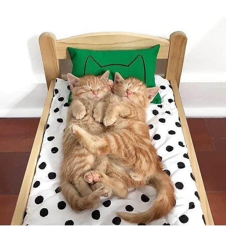 Cute Pets Dogs Catsさんのインスタグラム写真 - (Cute Pets Dogs CatsInstagram)「Sleeping beauties 😊🥰  If you like it pls support with ❤️  Credit: unknown For crediting issues, pls DM.  Note: we don’t own this video/picture, all rights go to their respective owners. If owner is not provided, tagged (meaning we couldn’t find who is the owner), pls DM and owner will be tagged shortly after.   #kitty #cats #kitten #kittens #kedi #katze #แมว #猫 #ねこ #ネコ #貓 #고양이 #Кот #котэ #котик #кошка#cutecats #meow #kittycat #catinstagram #catsclub #cats_of_instagram #kitty #ilovemycat #caturday #catsofig #thedailykitten #bestmeow #excellent_cats」12月3日 0時55分 - dailycatclub