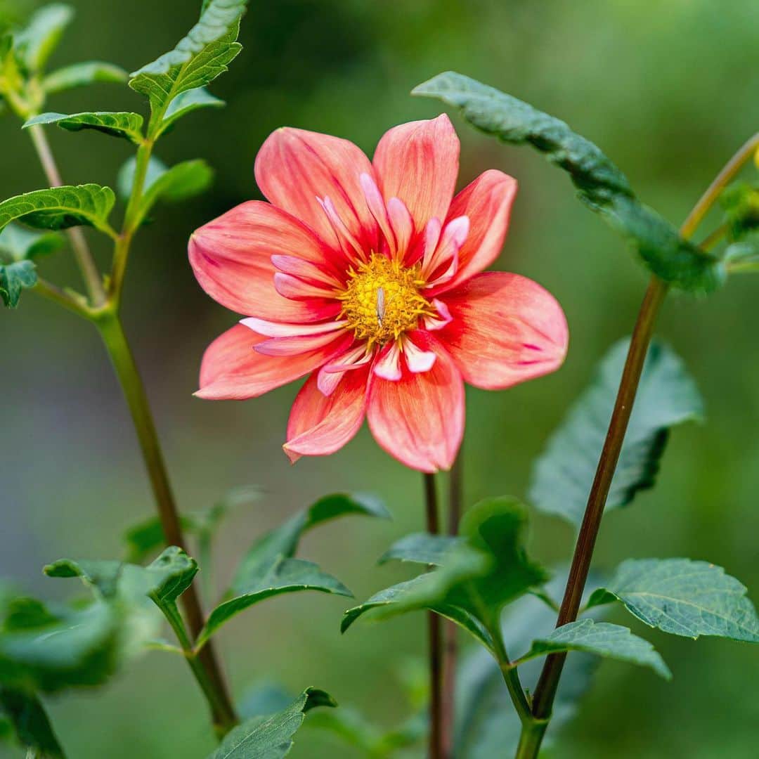 ニューヨーク植物園のインスタグラム：「Frances Palmer—a renowned potter, gardener, cook, and entrepreneur—first discovered her love of plants when she spotted a blooming dahlia in a gardening book. Today, growing flowers is her passion, and they fill her extraordinary ceramic pots that have been featured in multiple publications such as The New York Times Magazine, Vogue, Elle Decor, Martha Stewart Living, and Architectural Digest. . Find your own gardening passion by joining @francespalmer on December 15 for a virtual talk centered in creativity, and gain inspiration as she draws on insights from her debut book, "Life in the Studio: Inspiration and Lessons on Creativity." Hit the link in our bio to register. . #Dahlia 'Giggles' #plantlove #nybgadulted #nybgathome」