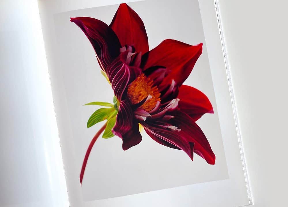イルビゾンテのインスタグラム：「Today, all you ask for is a flower. ☆  #ilbisonte #madeinitaly #sustainability #creativethoughts #OurCommonFuture #staytuned」