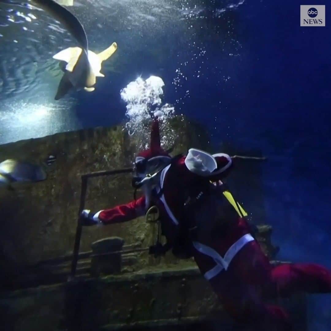 のインスタグラム：「SWIMMING SANTA: Even the fish at Malta's national aquarium got a visit from Santa this year—in full dive equipment.」