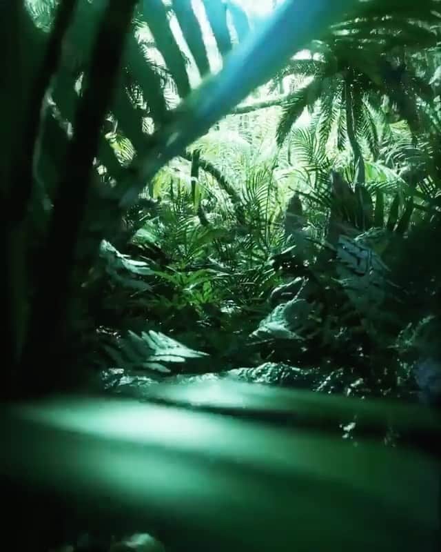 カロライナディークマンのインスタグラム：「coloque os fones de ouvido.  respire fundo e por alguns segundinhos mergulhe na floresta.  quem também queria um teletransporte now???  via @vacades」
