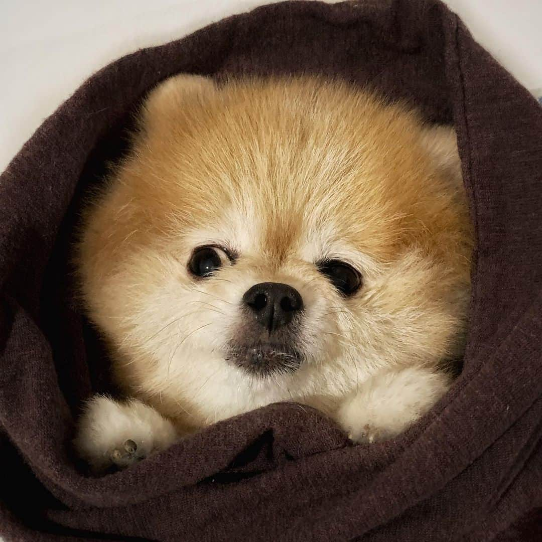 Ella Chuffyさんのインスタグラム写真 - (Ella ChuffyInstagram)「Ella wraps #happymemorykeeping #ellachuffy #pet #petstagram #pomeranianpage #dog_features #pomeraniansofinstagram #dogsofinstaworld #stayhome #cutedogs #pomeranian_lovers #pomeranianlife #pomeranianworld #teddybeardog #pomeranian #dogsofinstaworld #aplacetolovedogs #dogoftheday #justpomeranians #fluffypack #dogoftheday #anmlsposts #thedailypompom #picoftheday #iflmdog #犬 #狗 #everydaydoglover」12月3日 2時05分 - missdiad