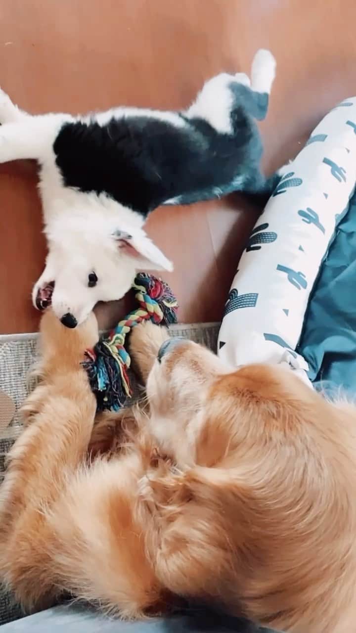 Bruna Unzuetaのインスタグラム：「Nem parece que o Afonso mordeu o Augusto né 🤷🏻‍♀️」