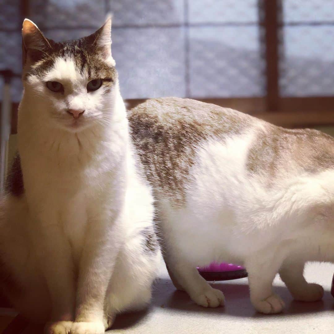 町田康のインスタグラム：「俺のニケを見てください。」