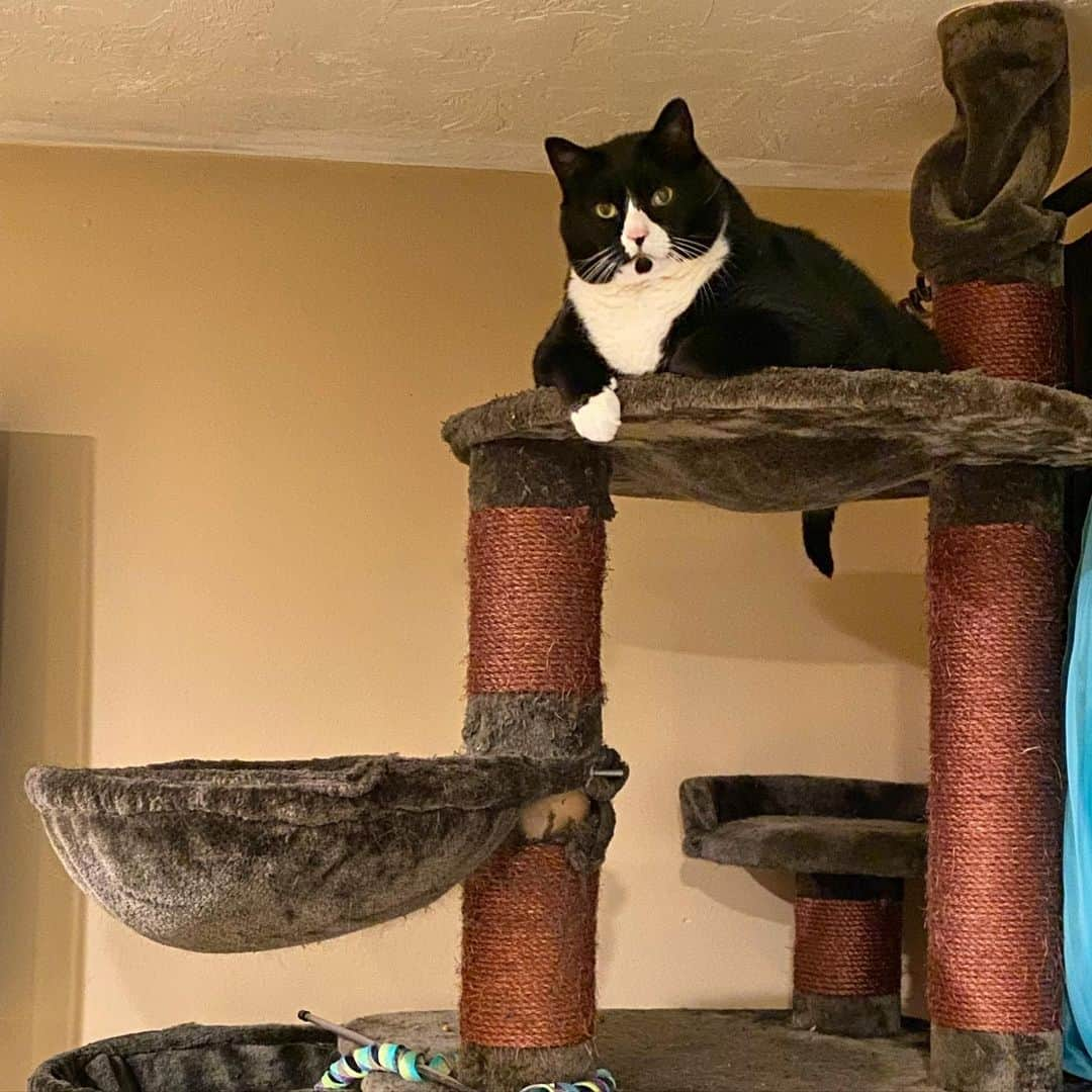 Tuxedo Cat Brosのインスタグラム：「Keeping an eye on things. Making sure there are no shenanigans happening on his watch.」