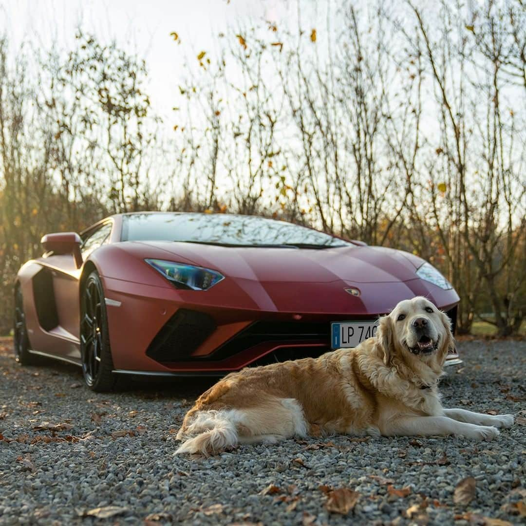 ランボルギーニさんのインスタグラム写真 - (ランボルギーニInstagram)「Doubling the joy. That’s what happens when you share your love for Lamborghini Aventador S with a special friend.  #Lamborghini #AventadorS」12月3日 2時31分 - lamborghini