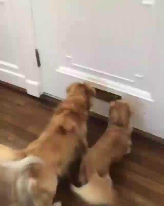 のインスタグラム：「"You've got mail!" -@callie_the_doxie  #dogsofinstagram」