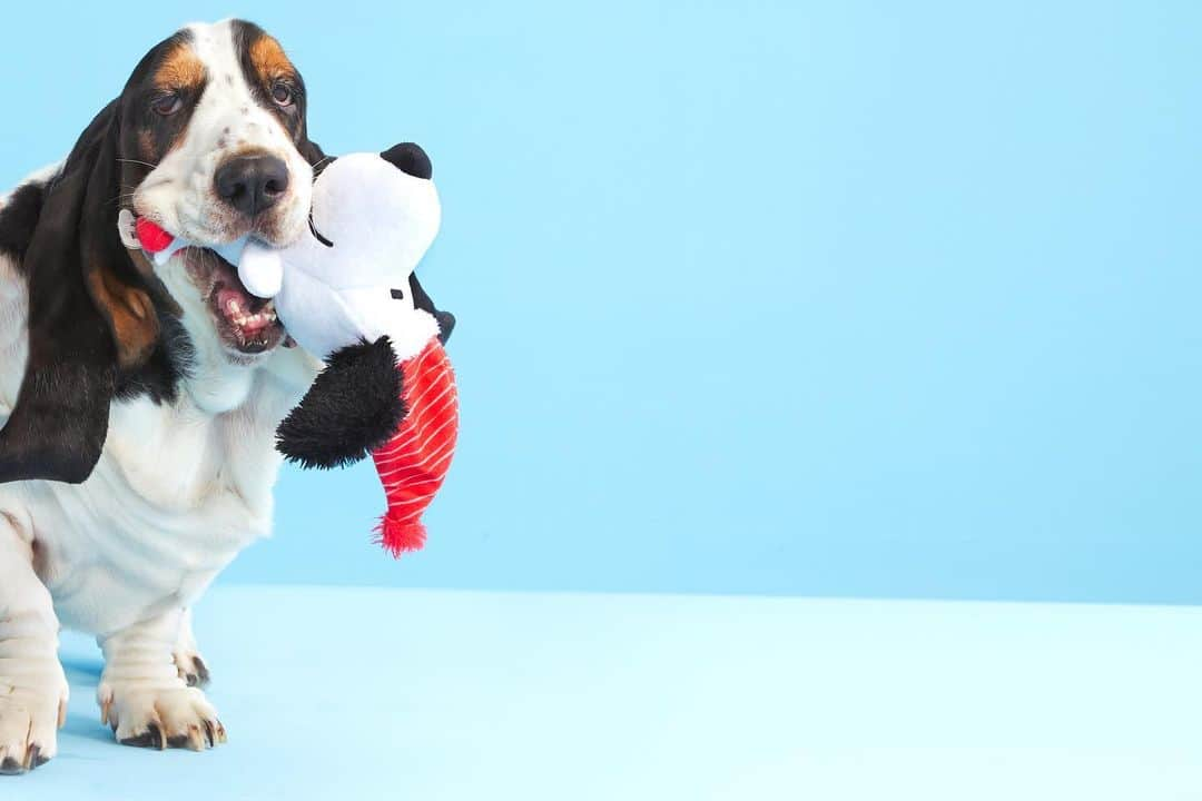 BarkBoxさんのインスタグラム写真 - (BarkBoxInstagram)「GOOD GRIEF—IT’S A PEANUTS BOX! 🎄🎁☃️ Celebrate this holiday season with Snoopy, Woodstock, and the whole Peanuts gang! We’ve got a collection of Peanuts toys and goodies good enough to drop your blanket and make your dog do the Snoopy dance. Skate on over to the link in our bio to take home your own box of holiday memories. ⁠⠀ ⁠⠀ Current subscribers follow that same link to complete your collection!⁠⠀」12月3日 2時55分 - barkbox