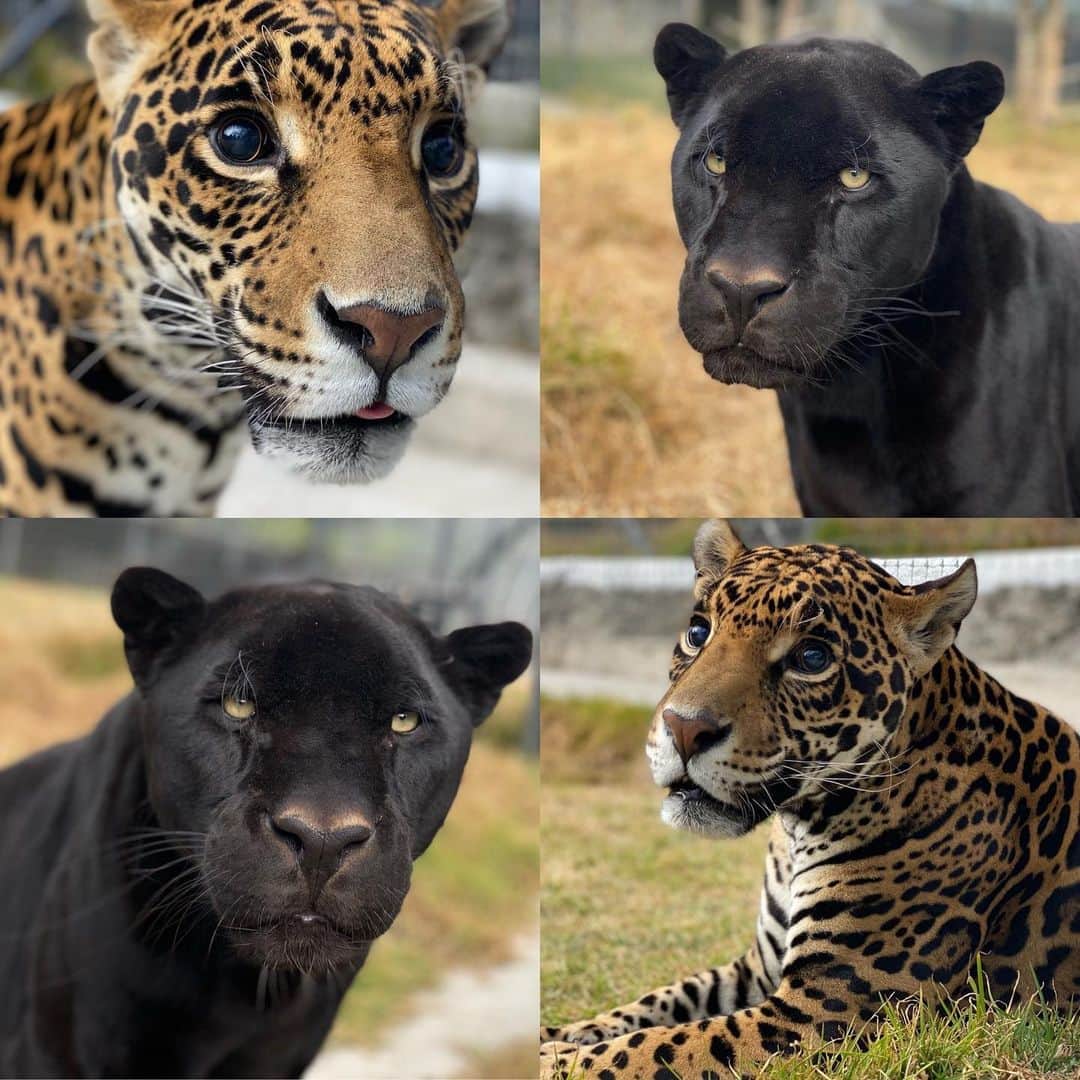 Black Jaguar-White Tiger さんのインスタグラム写真 - (Black Jaguar-White Tiger Instagram)「Ma-Tzu & Kal yesterday :) #MaTzu #BabyKalElBJWT」12月3日 2時56分 - blackjaguarwhitetiger