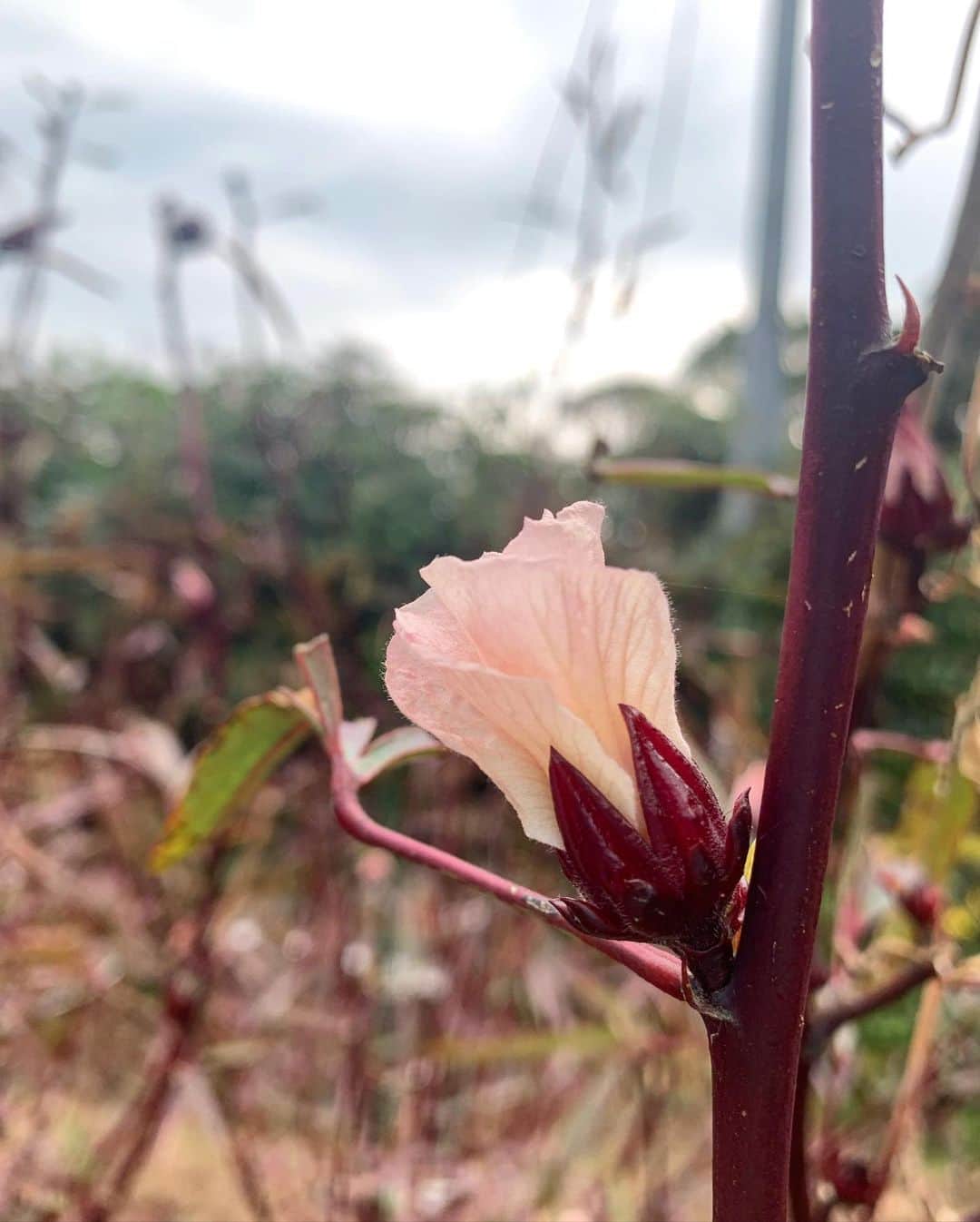 風間ゆみえさんのインスタグラム写真 - (風間ゆみえInstagram)「写真の可愛らしい赤い実はローゼル(Hibiscus Roselle)という植物です^_^  皆さん見たり聞いたり食したことはありますか？  学名(Hibiscus sabdariffa)にもハイビスカスの名があるように、アオイ科の植物で、ハイビスカスティー🌺の原料として使われているほとんどがこのローゼルだったりします。ハイビスカスやオクラに似た花を咲かせ花オクラなんて呼ばれたりもしています。  見た目の色で察するように、アントシアニンの赤色色素、ミネラル、カリウムを含み、ビタミンC、クエン酸や、リンゴ酸などの有機酸も多く含むため二日酔いにもおすすめの、活性酸素から細胞を守る抗酸化作用に優れたティーです。そして、ジャムなどとしても食べられるローゼルは、天然酵母も豊富なので、発酵にも向いています^_^  私は生のままの酸っぱい萼をそのまま食べていたりします☺️ 花も酸っぱい。  #佐賀 #唐津 #高島 #有機農法 ##JAS #ローゼル #フィトテラピー #植物好きな人と繋がりたい」12月3日 3時24分 - yumie_kazama