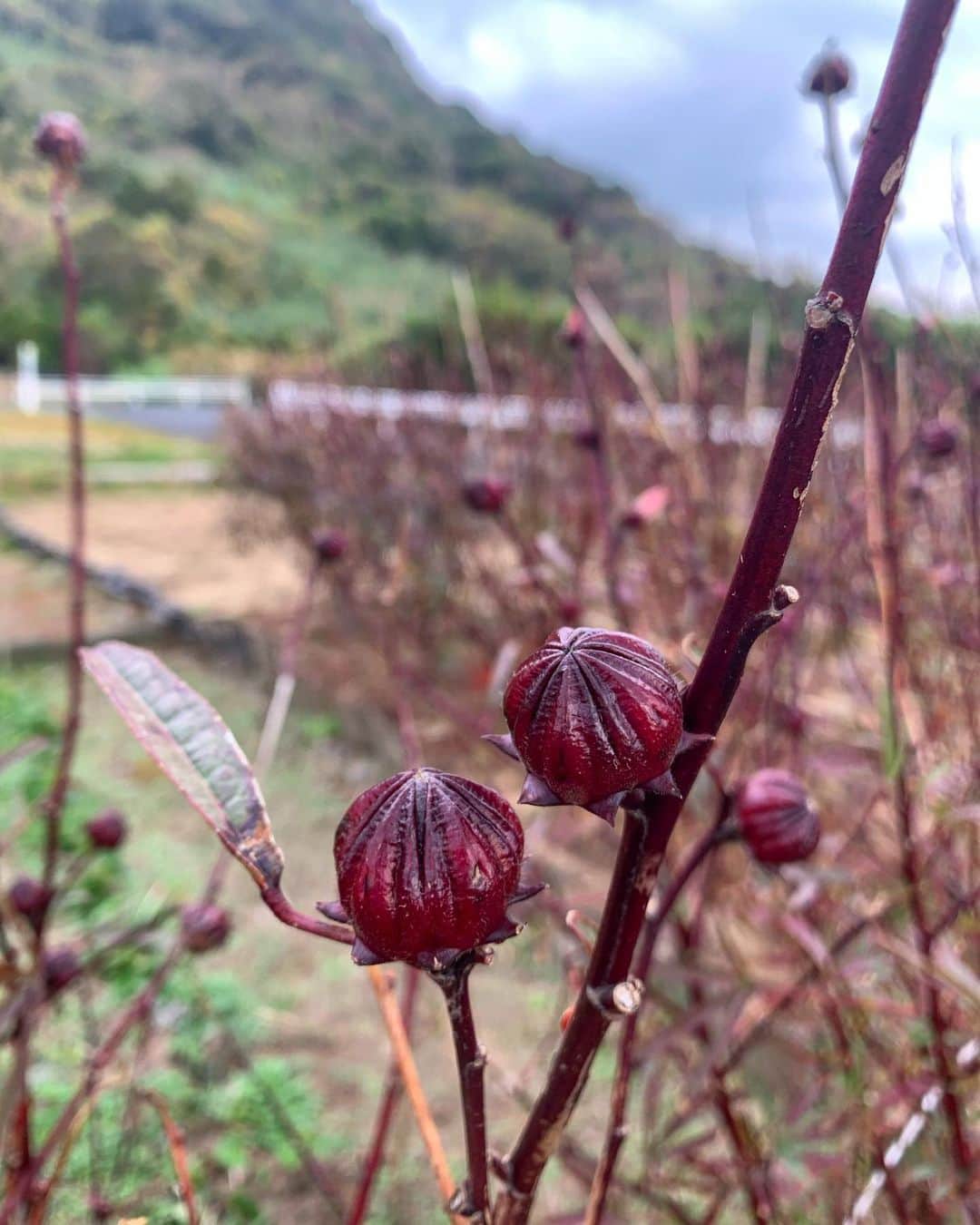 風間ゆみえのインスタグラム：「写真の可愛らしい赤い実はローゼル(Hibiscus Roselle)という植物です^_^  皆さん見たり聞いたり食したことはありますか？  学名(Hibiscus sabdariffa)にもハイビスカスの名があるように、アオイ科の植物で、ハイビスカスティー🌺の原料として使われているほとんどがこのローゼルだったりします。ハイビスカスやオクラに似た花を咲かせ花オクラなんて呼ばれたりもしています。  見た目の色で察するように、アントシアニンの赤色色素、ミネラル、カリウムを含み、ビタミンC、クエン酸や、リンゴ酸などの有機酸も多く含むため二日酔いにもおすすめの、活性酸素から細胞を守る抗酸化作用に優れたティーです。そして、ジャムなどとしても食べられるローゼルは、天然酵母も豊富なので、発酵にも向いています^_^  私は生のままの酸っぱい萼をそのまま食べていたりします☺️ 花も酸っぱい。  #佐賀 #唐津 #高島 #有機農法 ##JAS #ローゼル #フィトテラピー #植物好きな人と繋がりたい」