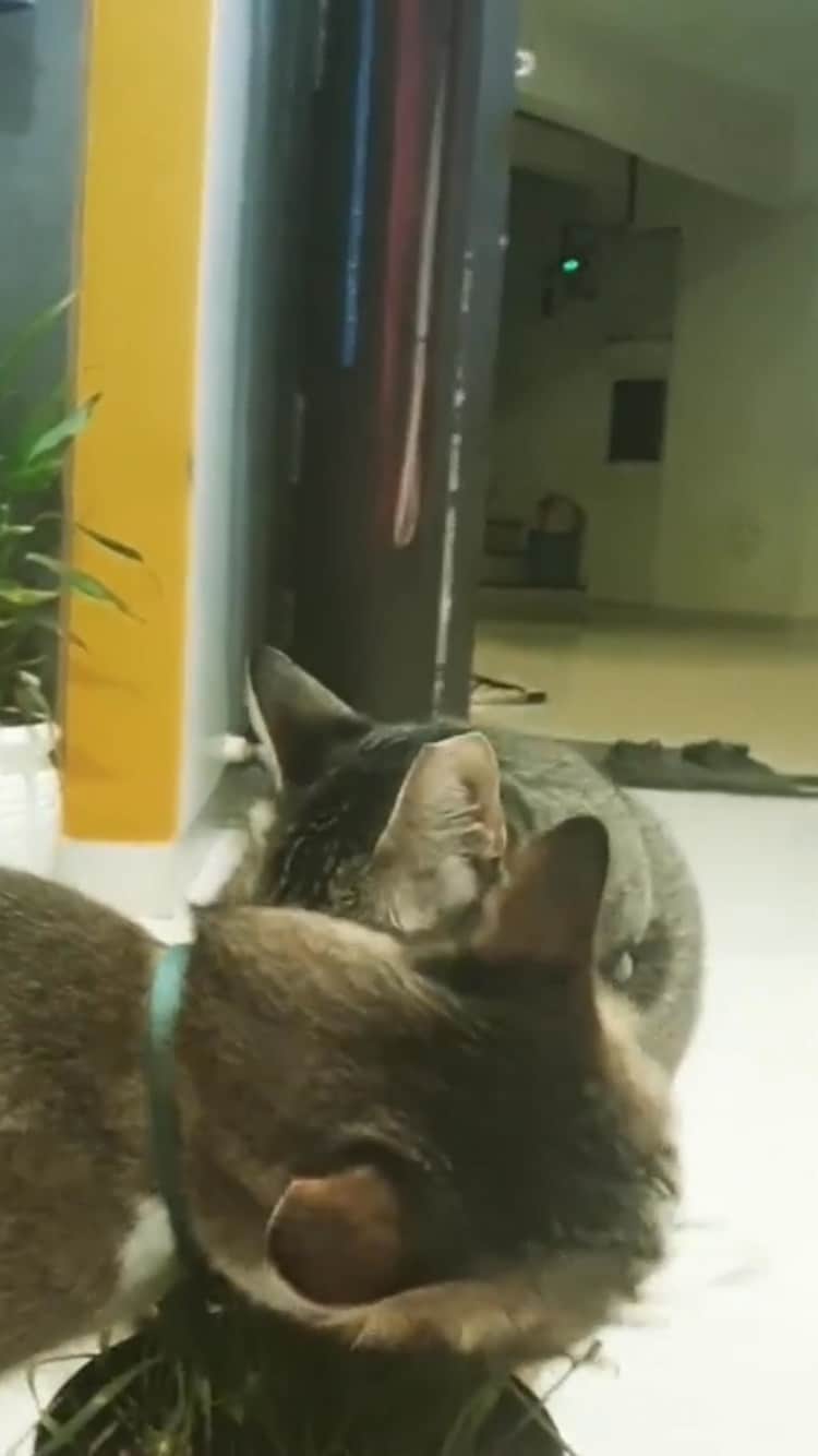 The Cats Of Instagramのインスタグラム：「#Repost • #COIVideoChallenge • @bobonbubli Live for grass, favorite appetizer  #COIVideoChallenge 2nd Dec challenge #challengeaccepted @catsofinstagram #catslife」