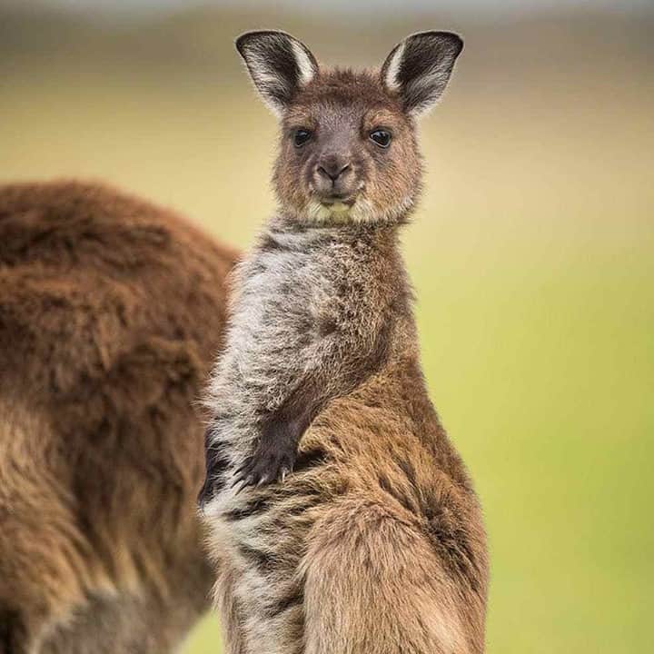 Australiaさんのインスタグラム写真 - (AustraliaInstagram)「Did someone say lunch? 😋 This handsome little fella popped up to say g'day to @all_about_margaretriver in the beautiful @margaretriver region. This part of @westernaustralia is renowned for its top-notch wine and produce, and is also home to a variety of wildlife like #kangaroos, #woylies, and #possums which you might be lucky enough to spot on a tour with @discovermargaretriver or @southwestecodiscoveries. Once you’ve got your wildlife fix, it’s time to embrace the incredible culinary scene. Embark on a foodie adventure with @margaretrivertours, @cheerswinetours, or @bushtucker_tours for a 'taste' of the region 😉🍷 #seeaustralia #thisisWA #margaretriver」12月3日 4時00分 - australia