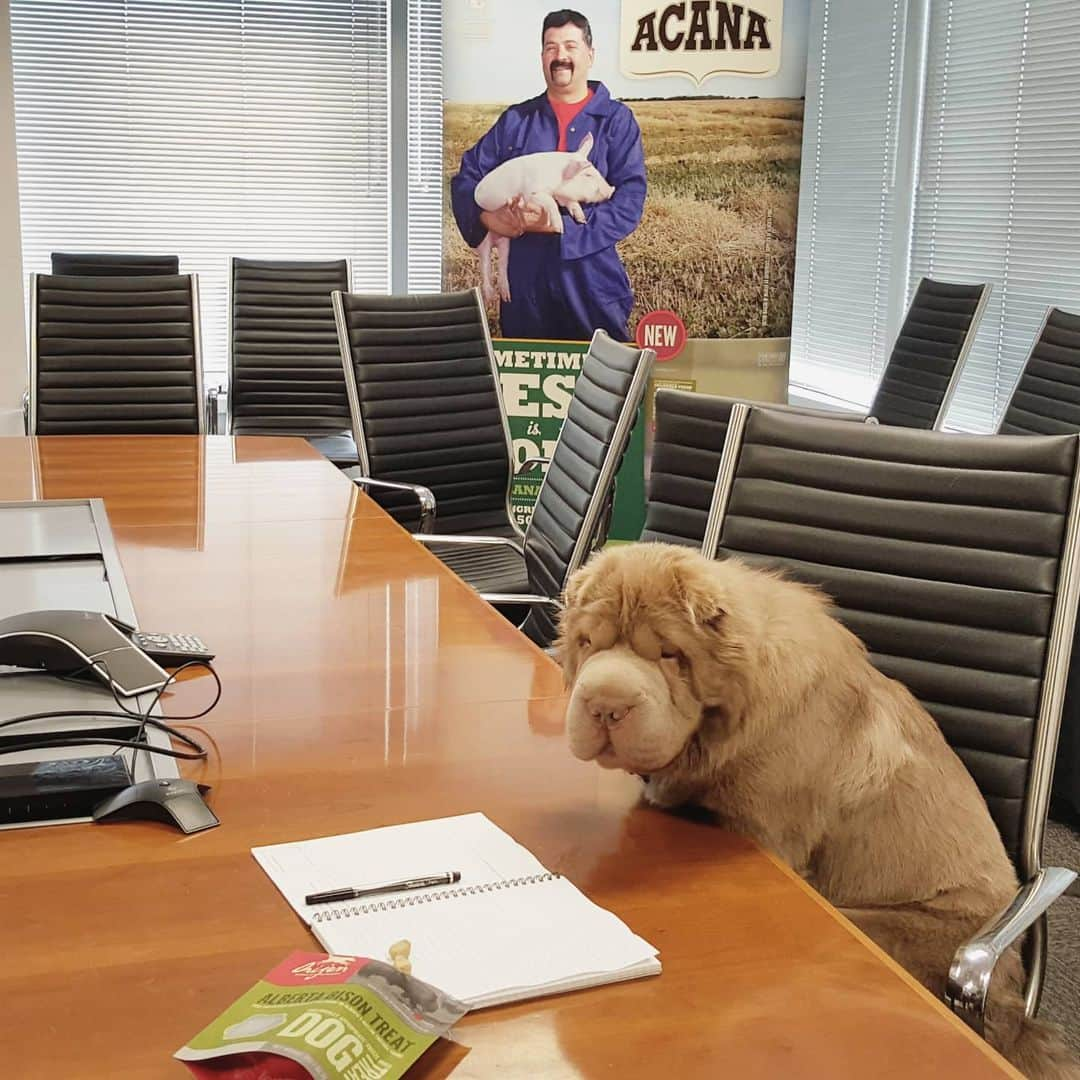 Tonkey Bearさんのインスタグラム写真 - (Tonkey BearInstagram)「Taking notes and practicing patience while team @orijenpetfood @acanapetfood have momentarily left the room 🤣  #MamaStillWatching #👀」12月3日 4時20分 - bearcoat_tonkey