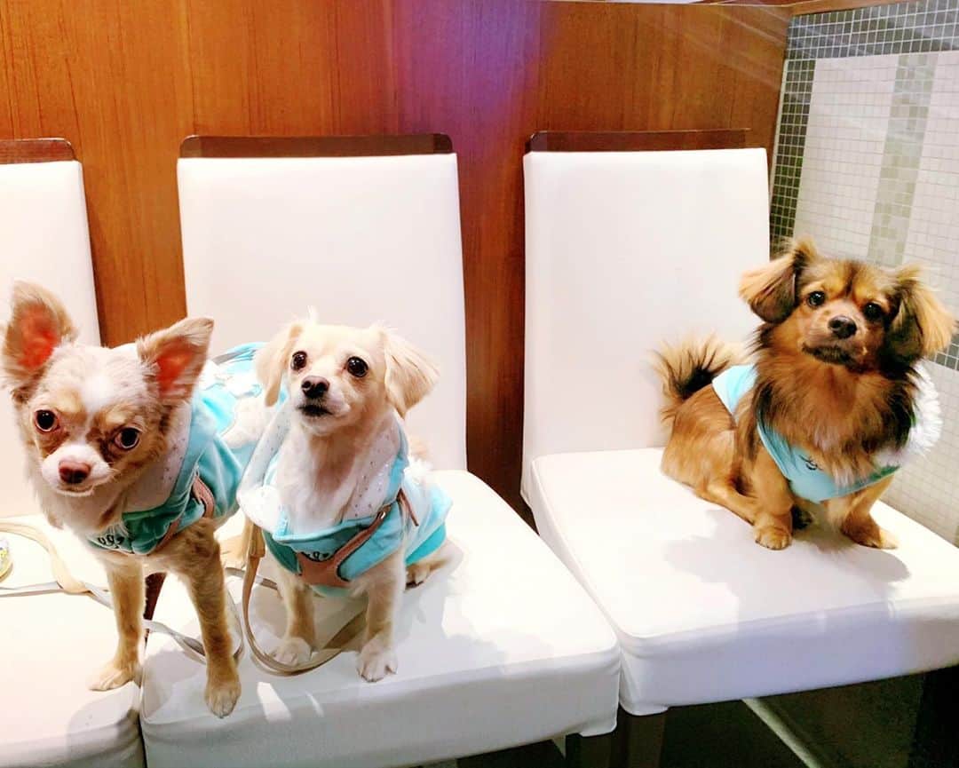 ゆがつくひとのインスタグラム：「. 仲良し3人🐶でお台場に 行く予定が雨だったので急遽 いつも通りの場所に😹💓 . お揃いのお洋服💙💙 まろがソーシャルディスタンス めちゃくちゃ守るからいつも距離感凄い🤣 . またお台場はリベンジしようね🐶 . #仲良し #イツメン #可愛い #仲良し犬  #お友達探し #わんこ #わんこのいる生活  #幸せ #わんことお出かけ #わんこのいる暮らし  #わんこなしでは生きていけません会  #いぬすたぐらむ #いぬバカ部 #わんこ部  #わんこは家族 #ソーシャルディスタンス  #女子会 #ルナブルー #お揃いコーデ」