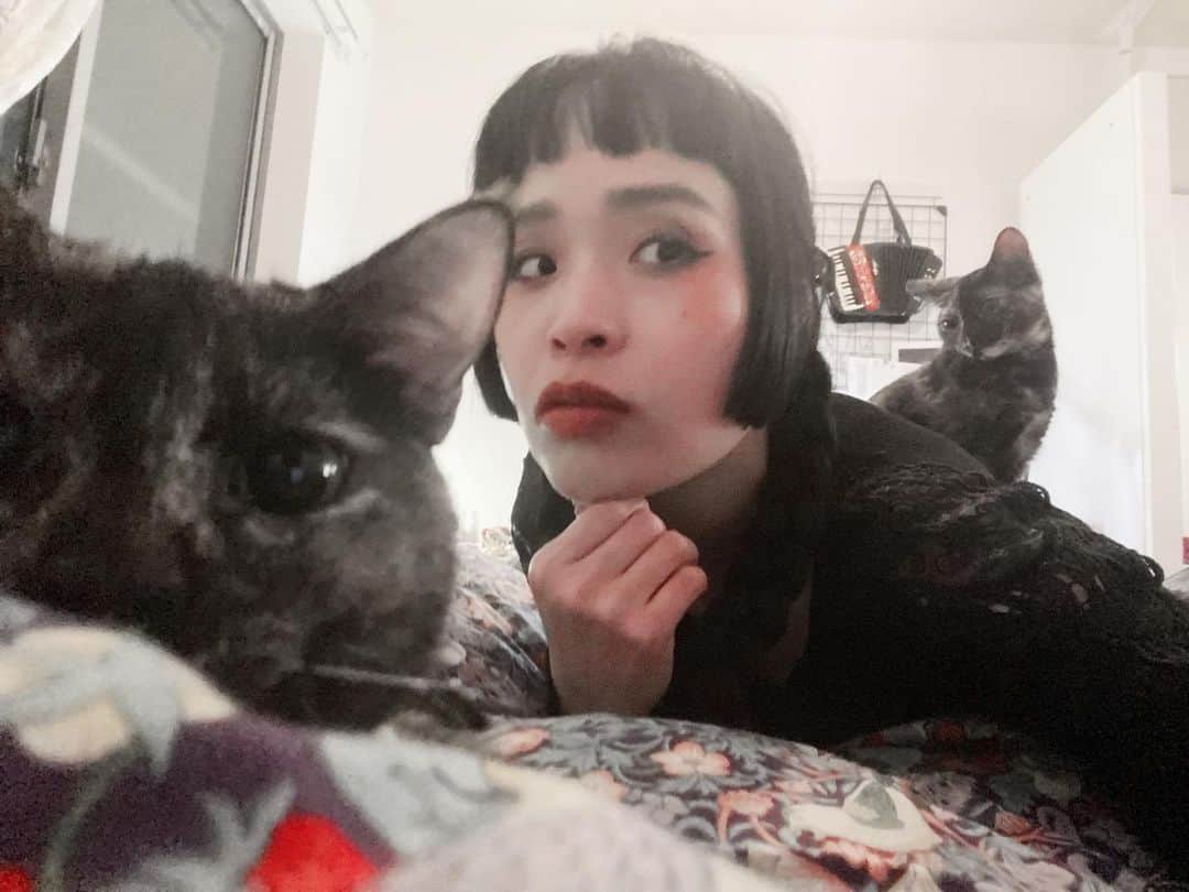 小春のインスタグラム：「全員集合  ニュイちゃんがシャーシャー言わなくなった良かった〜 ニュイちゃんが病院の匂いが付いたままのアンちゃんにシャーシャー言う度 学生時代小春を虐めてたりしてた奴ってこんな感じだったのかもなあとか思ったりして。  違う匂いのやつは怖いんだろうなとりあえずな。 仕方ないことなのかもな、怖いんじゃあな。 仕方ないのかなあ  無知って一番怖い。 無知が罪ではなくて 無知なのに無知だったと認めないことが罪。  誰でも最初は無知でありまして。  誰でも最初は怖いんだろうな。  仲良くしよ〜」