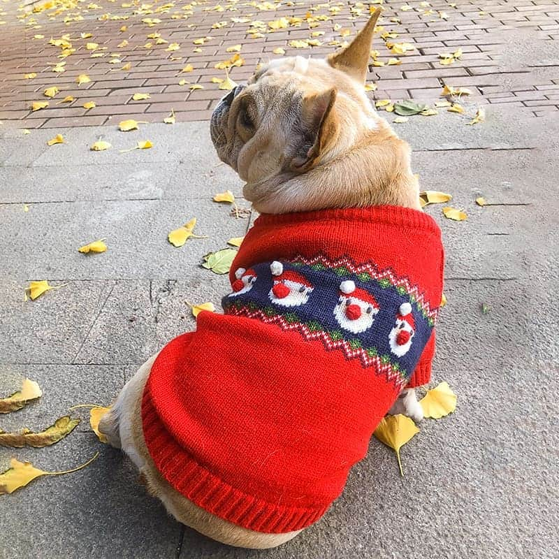 French Bulldogさんのインスタグラム写真 - (French BulldogInstagram)「Christmas Santa Frenchie Sweater 🎅🦌🐑 Exclusive in @frenchie.world shop 🛍🛍🛍 👉 LINK IN BIO 🔝 . . . . . #frenchie #frenchies #französischebulldogge #frenchbulldog #frenchbulldogs #dog #dogsofinstagram #frenchieworld #bully #bulldog #bulldogfrances #フレンチブルドッグ #フレンチブルドッグ #フレブル #ワンコ #frenchiesgram #frenchbulldogsofinstagram #ilovemyfrenchie #batpig #buhi #squishyfacecrewbulldog」12月3日 4時25分 - frenchie.world