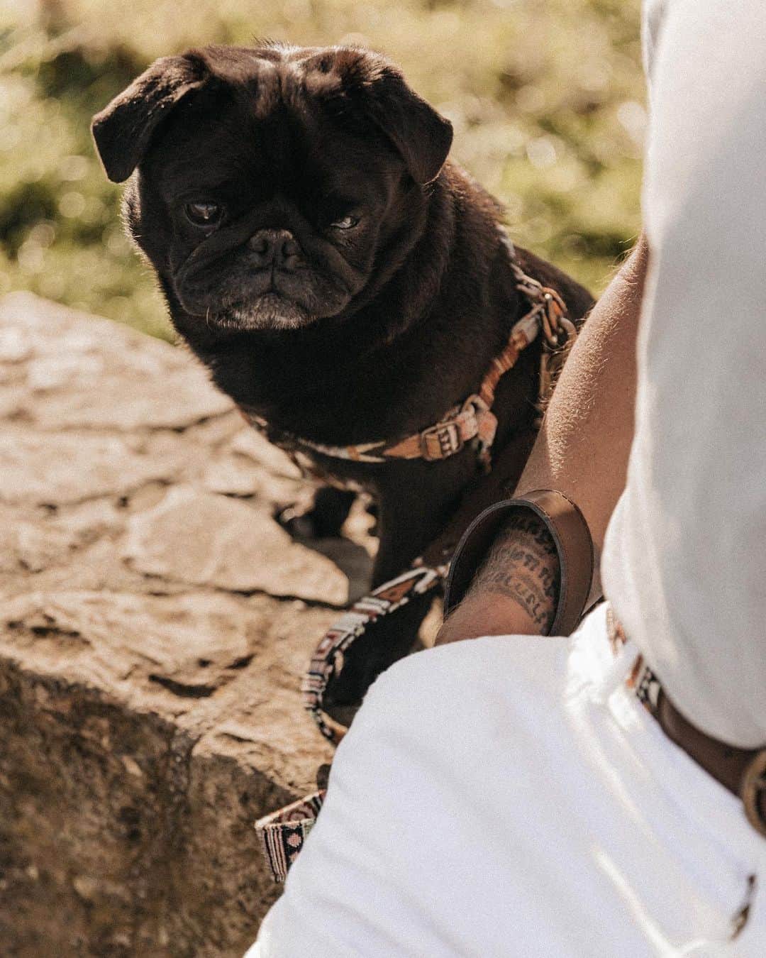 イバイ・ゴメスのインスタグラム：「🐶 Dubi, @greyghost.co & me 😍 ¿A que mola ir conjuntados? 🤟🏼❤️」