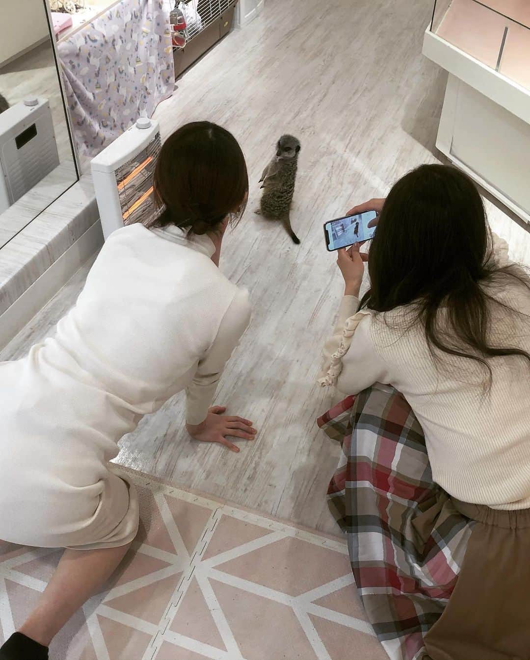 清水あいりさんのインスタグラム写真 - (清水あいりInstagram)「蛇好きなの… けど会える機会がなかなかないからお仕事でご一緒出来て嬉し過ぎました。 いつか飼いたいぐらいだけど 餌が特殊で苦手だからきっと難しい… ボールパイソンとキングスネークらしいです。 ここは蛇もだけど 大好きなにゃんこもいるしお茶目なミーアキャットともウサギやモルモットやフクロウとも触れ合える最高の場所です🐈🐍🐰🦉 とにかくかわゆい…💓 #いい福みつけ旅 @animo_yumekawa  #大阪 #堀江 #animo #snake #蛇 #ボールパイソン」12月3日 4時56分 - shimizuairi