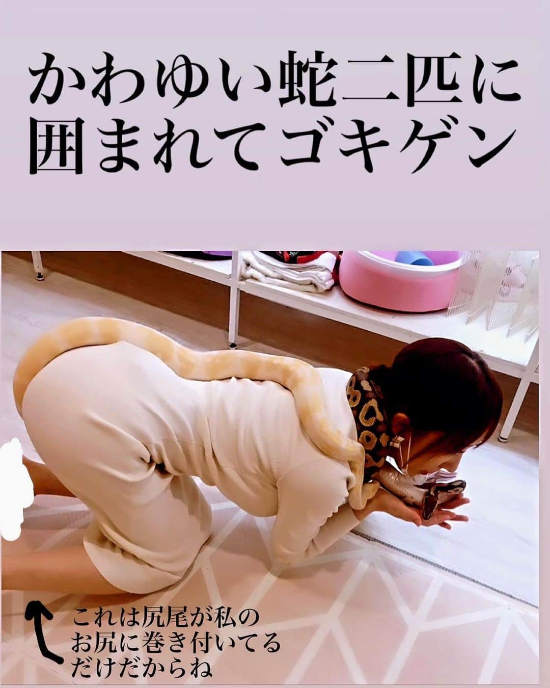 清水あいりさんのインスタグラム写真 - (清水あいりInstagram)「蛇好きなの… けど会える機会がなかなかないからお仕事でご一緒出来て嬉し過ぎました。 いつか飼いたいぐらいだけど 餌が特殊で苦手だからきっと難しい… ボールパイソンとキングスネークらしいです。 ここは蛇もだけど 大好きなにゃんこもいるしお茶目なミーアキャットともウサギやモルモットやフクロウとも触れ合える最高の場所です🐈🐍🐰🦉 とにかくかわゆい…💓 #いい福みつけ旅 @animo_yumekawa  #大阪 #堀江 #animo #snake #蛇 #ボールパイソン」12月3日 4時56分 - shimizuairi