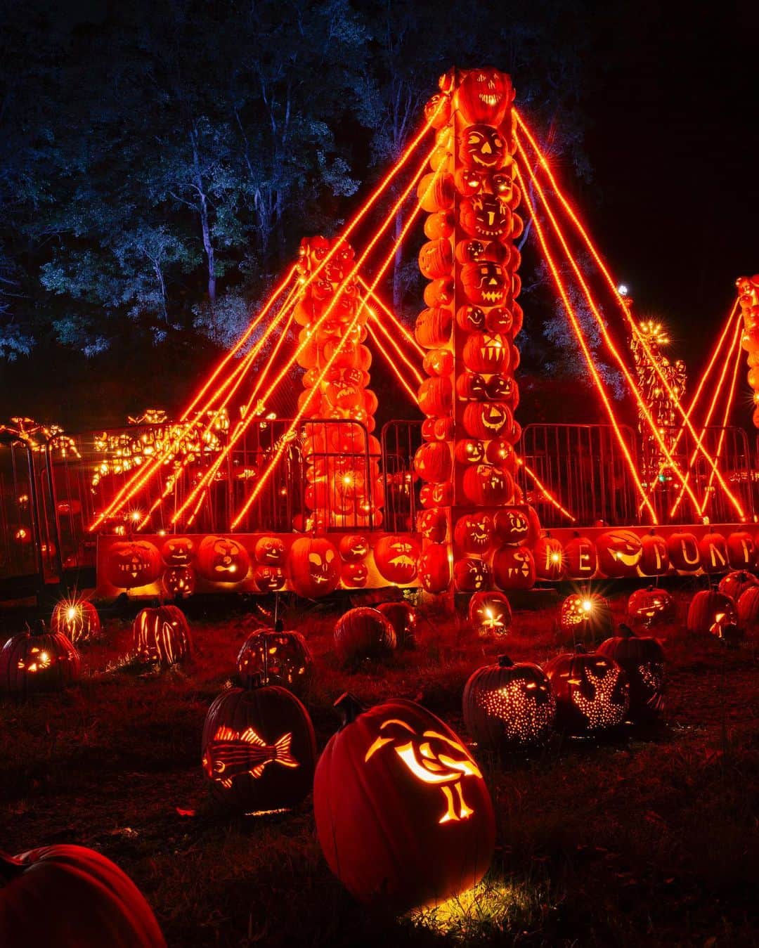 National Geographic Travelさんのインスタグラム写真 - (National Geographic TravelInstagram)「Photos and videos by @MichaelGeorge / At the start of every year, organizers of the Great Jack O’Lantern Blaze submit an order for 200,000 pounds of pumpkins from local farmers. Starting in June they have a dedicated team of 10 pumpkin carvers who carve 500 to 1,000 pumpkins every week. These pumpkins are used to make elaborate sculptures, from dinosaurs to replicas of famous New York landmarks and even a working carousel. When the Blaze opens in mid-September, visitors arrive just as the sun goes down to witness this phenomenon of sculptural gourds. The Blaze is located at Van Cortlandt Manor in Croton-on-Hudson, New York.  One funny fact I learned: Throughout the Blaze, deer and turkeys run amok on the property eating these beautiful artworks, and the carving team is constantly having to replace them. Despite their ongoing battle against nature and the inevitable rotting pumpkins, the carvers create a seemingly endless stream of thoughtful designs. There’s even a spinning windmill.  For more photos and writing from my travels, follow along @MichaelGeorge. #pumpkin #jackolantern #greatjackolanternblaze #crotononhudson #newyork」12月3日 5時00分 - natgeotravel