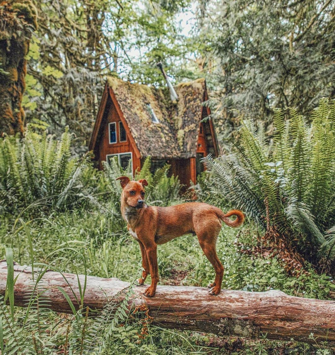 サラ・ジーン・アンダーウッドさんのインスタグラム写真 - (サラ・ジーン・アンダーウッドInstagram)「We took Homer to go see one of dad’s first cabins that he made ❤️🐕 . Cabin by @jacobwitzling . #cabinlife #cabin #dogsofinstagram #adoptdontshop #tinyhouse #tinyhousemovement #pnw #pnwonderland #oregon #washington」12月3日 5時11分 - saraunderwood