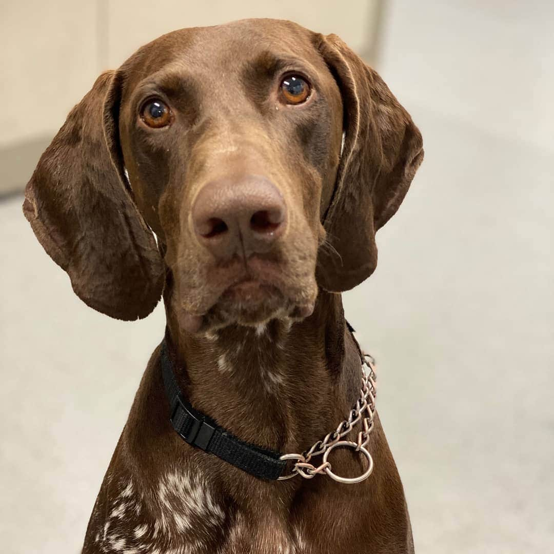 アメリカ運輸保安局のインスタグラム：「Meet Lady from Boston Logan International Airport (BOS). She’s part of our highly trained TSA K9 teams working to keep us safe from terrier-ist each and every day. ⠀ We can’t help but to celebrate all our hardworking pups. Did you know TSA trains primarily seven breeds to include German Shepherds, Labrador Retrievers, German Short-haired Pointers, Wirehaired Pointers, Viszlas, Belgian Malinois, and Gold Retrievers? ⠀ These K9’s make the ultimate sacrifice of putting playtime on hold to ensure the safety and security of the traveling public. So if you run into a working TSA K9, don’t make us collie you out for trying to pet! This is a mastiff deal and we retrieve in you to do the right thing! ⠀ Stay paw-sitive and follow @CDCgov for guidance and helpful tips on how to travel healthy. ⠀ #dontpet #WorkingDogs #K9life #dogsofinstagram #TravelLife #TSAK9 #germanshepherds #labradorretreivers #germanshorthairedpointer #wirehairdpointer #viszlas #belgianmalinois #goldenretrieversofIG」