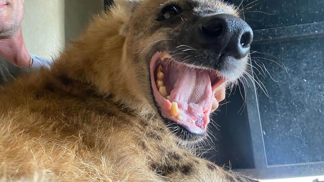 Kevin Richardson LionWhisperer さんのインスタグラム写真 - (Kevin Richardson LionWhisperer Instagram)「Tika came up to me a few days back showing me his fractured lower left canine. He’s 16 years old and has had a root canal on this tooth previously which perhaps has made the tooth more brittle. Hyena can be extremely hard on their teeth as they test everything with their jaws. What was really incredible is how he came up to show me that he needed some assistance and was happy for me to prod and poke in his mouth to allow me to get a video to send to the vet. The fractured tooth was extracted and Tika is recovering extremely well. The photos were taken the next day and Tika, despite his ordeal was as happy as Larry and running around like a crazy teenager. The pain threshold of these animals is beyond comprehension!」12月3日 5時31分 - lionwhisperersa