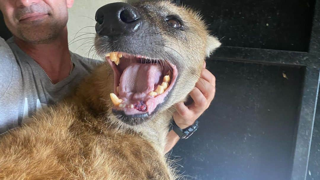 Kevin Richardson LionWhisperer さんのインスタグラム写真 - (Kevin Richardson LionWhisperer Instagram)「Tika came up to me a few days back showing me his fractured lower left canine. He’s 16 years old and has had a root canal on this tooth previously which perhaps has made the tooth more brittle. Hyena can be extremely hard on their teeth as they test everything with their jaws. What was really incredible is how he came up to show me that he needed some assistance and was happy for me to prod and poke in his mouth to allow me to get a video to send to the vet. The fractured tooth was extracted and Tika is recovering extremely well. The photos were taken the next day and Tika, despite his ordeal was as happy as Larry and running around like a crazy teenager. The pain threshold of these animals is beyond comprehension!」12月3日 5時31分 - lionwhisperersa