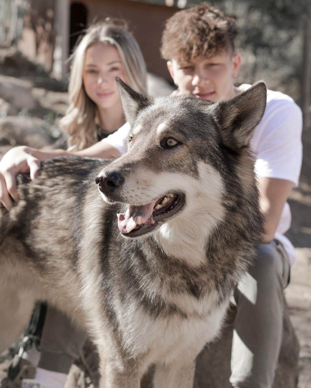 チャーリー・ジョーダンさんのインスタグラム写真 - (チャーリー・ジョーダンInstagram)「Wolf Connection @wolfconnection is a unique educational sanctuary and wilderness retreat center that brings people together through a direct relationship with rescued wolves for the purpose of empowering the next generation. Experiencing this with some of my favorite people was so incredible, thank you so much @forrest.galante ! It’s so important that we continue to support sanctuaries during this time, as they heavily rely on donations 💕 give this holiday season! The wolves need our help 🐺 check out their website to donate! Full YouTube video coming soon...」12月3日 5時31分 - charlyjordan