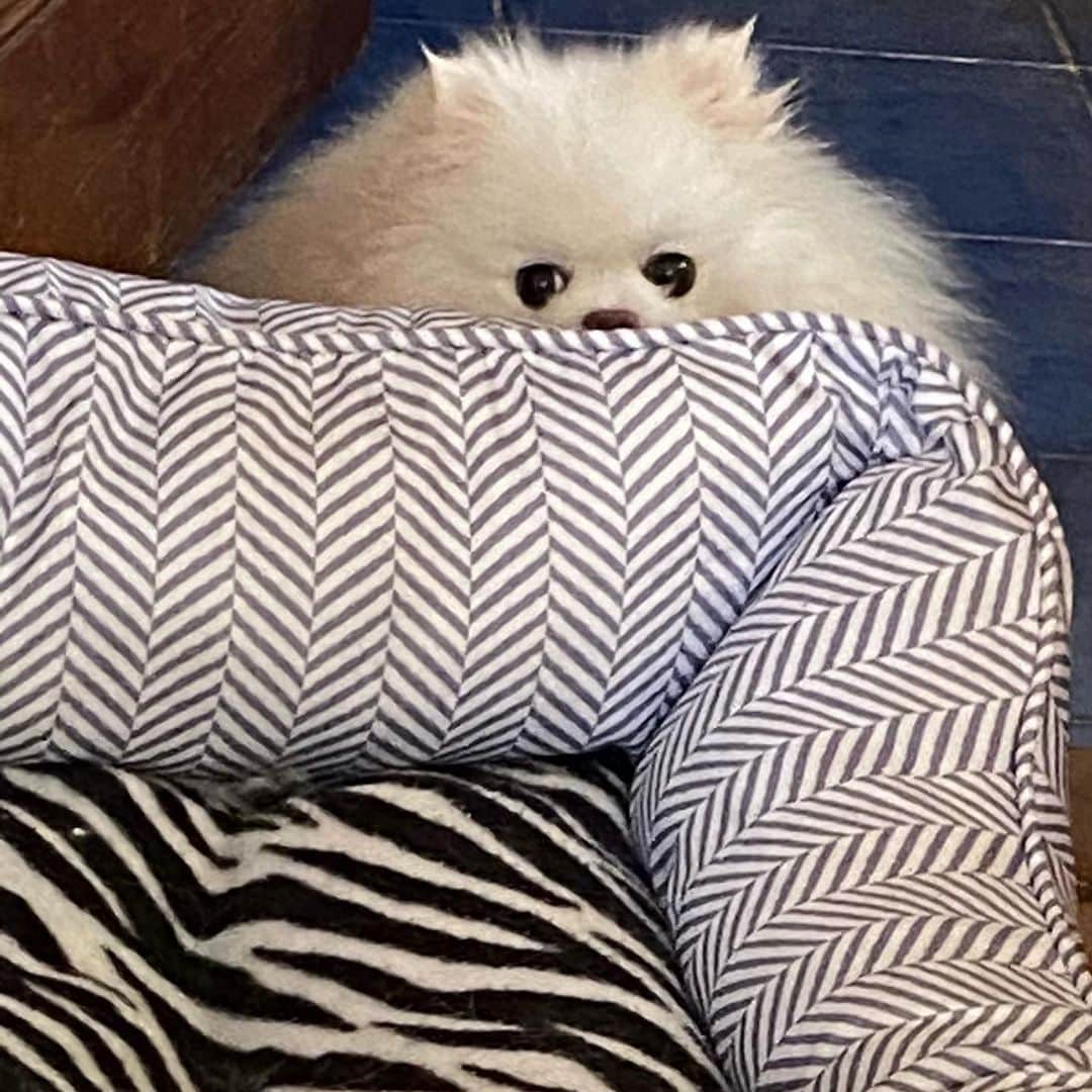 JEWELさんのインスタグラム写真 - (JEWELInstagram)「Every breath you take...every move you make...I’ll be watching you 🤣  I’m pretty sure this song was made because they had a dog like me.🥰❤️🐶 #pomeranian #pomeranianpage #dogsofinstagram #puppiesofinstagram #petstagram #weeklyfluff #dogsofinstagram」12月3日 16時43分 - jewel0131