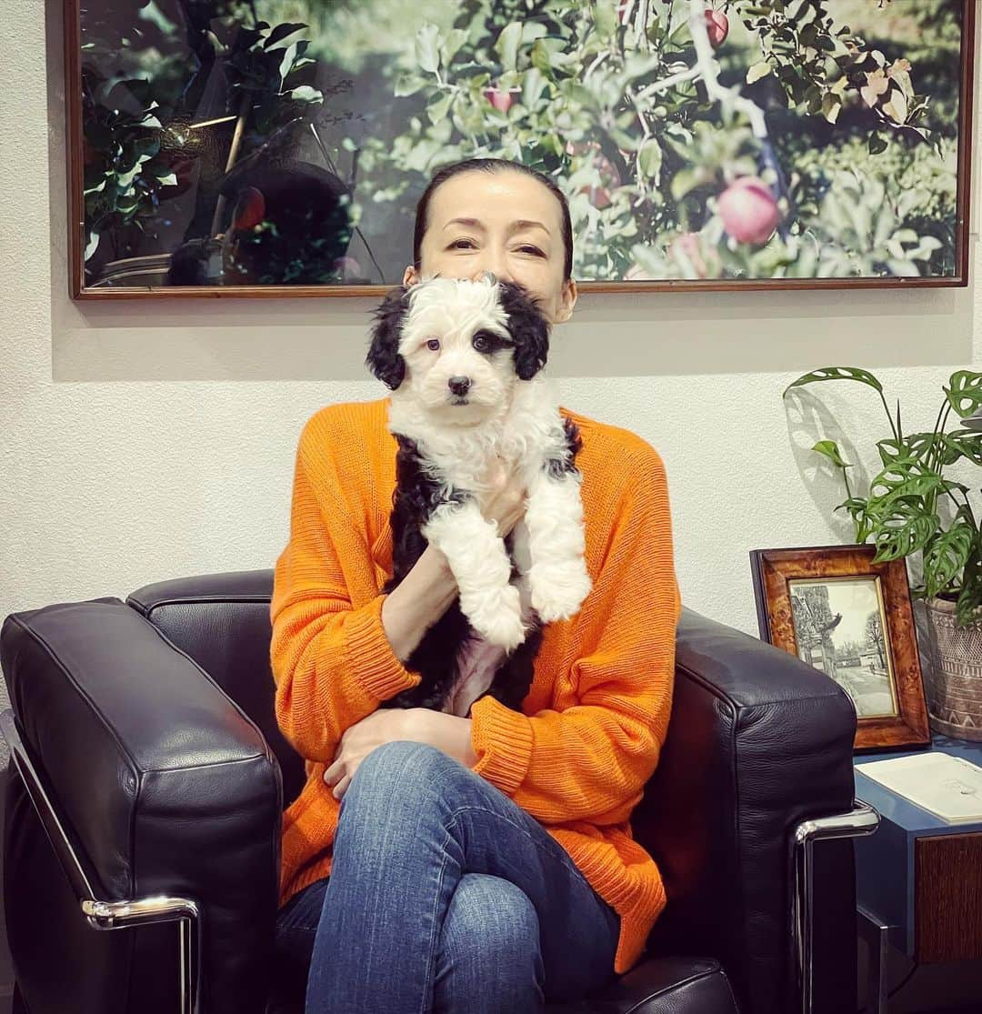 桐島かれんさんのインスタグラム写真 - (桐島かれんInstagram)「#newpuppy #puppy #子犬　#仔犬」12月3日 16時47分 - houseoflotuskaren