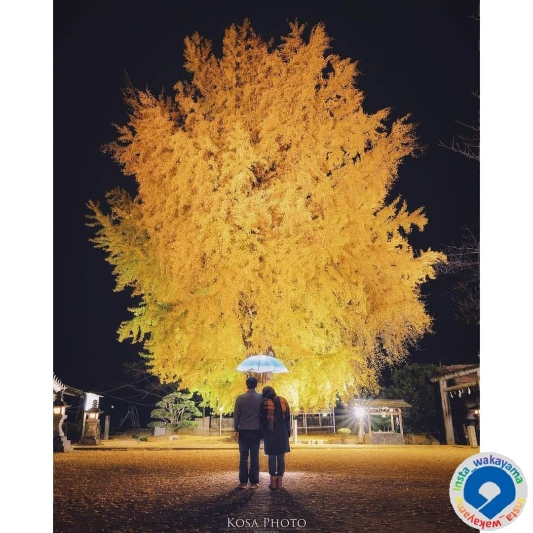 和歌山県さんのインスタグラム写真 - (和歌山県Instagram)「. Insta_Wakayamaでは、皆さんがハッシュタグをつけて投稿してくださった写真から、素敵な写真をご紹介させていただきます！ 本日のピックアップは @kosa_photo さんのお写真です☆ ハッシュタグのご利用ありがとうございますm(_ _)m . こちらは、かつらぎ町丹生酒殿神社で撮られたのお写真ですね👀 丹生酒殿神社の大きなイチョウの木の下で寄り添う2人にほんわか温かさを感じました。 ライトアップされたイチョウ、とてもきれいですね❣ 丹生酒殿神社を含む「三谷坂」は「高野参詣道」の一部として、2016年、世界遺産「紀伊山地の霊場と参詣道」の構成資産に追加登録されました。 最近ではテレビ番組でも紹介されるほど関西では身近なインスタスポットになりましたね！ . 和歌山に関する投稿には「 #insta_wakayama 」のハッシュタグをつけてください★ 和歌山の魅力を皆さんで発信していきましょう！ ハッシュタグをつけると同時に、写真の場所の記載・位置情報の登録もお願いします🎵 なお、お写真を撮影される際は感染対策を十分に行ってくださいね。 . #イチョウ #丹生酒殿神社 #かつらぎ町 #和歌山県 #和歌山 #ginkgo #niusakadono_shrine #katsuragi_town #wakayama #insta_wakayama #instameet_wakayama #wakayamagram #nagomi_wakayama #visitwakayama #retrip_news #japan #なんて素敵な和歌山なんでしょう」12月3日 15時18分 - insta_wakayama