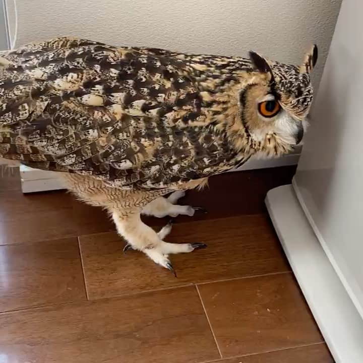 GEN3 Owlのインスタグラム：「うぉぉぉ！こらこら・・・ He likes narrow spaces... #owl #owlgaru #フクロウ」